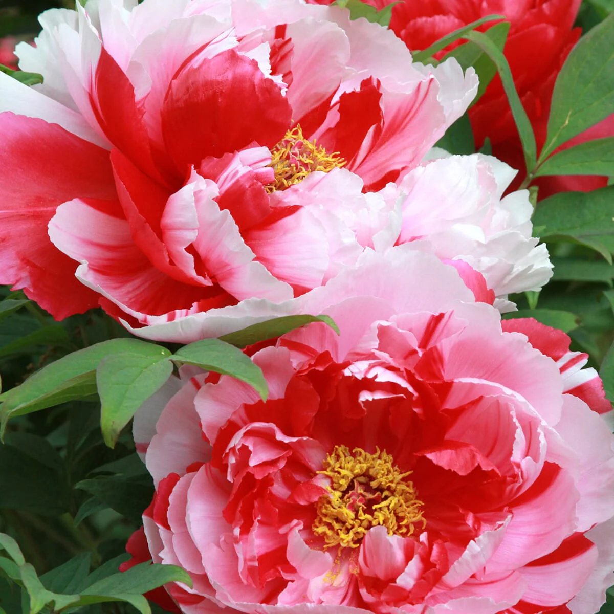 Paeonia suffruticosa 'Shima Nishiki’ – bujor arbustiv cu flori bicolore
