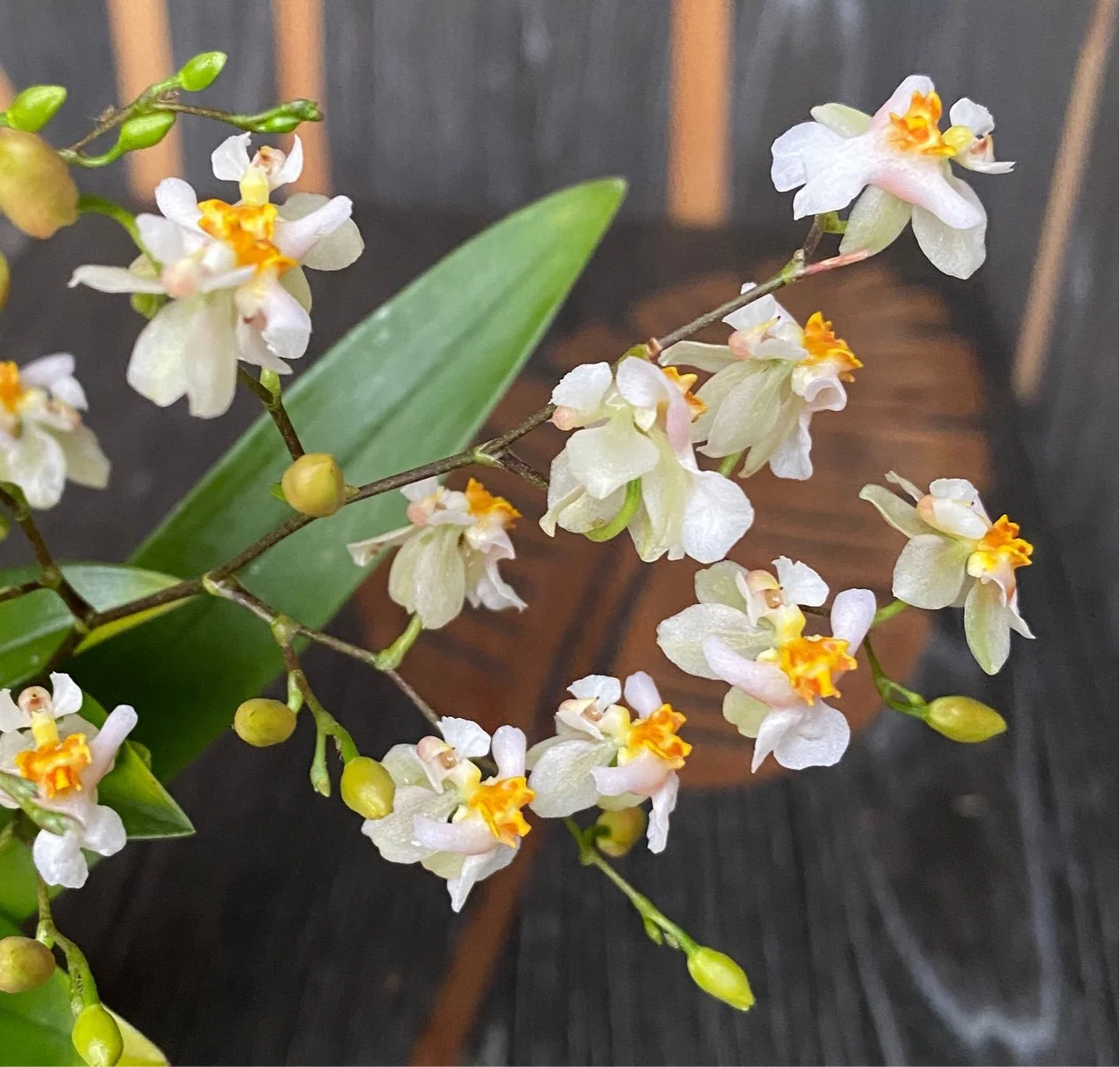 Oncidium Twinkle 'White Shower’ D6 (flori intens parfumate)