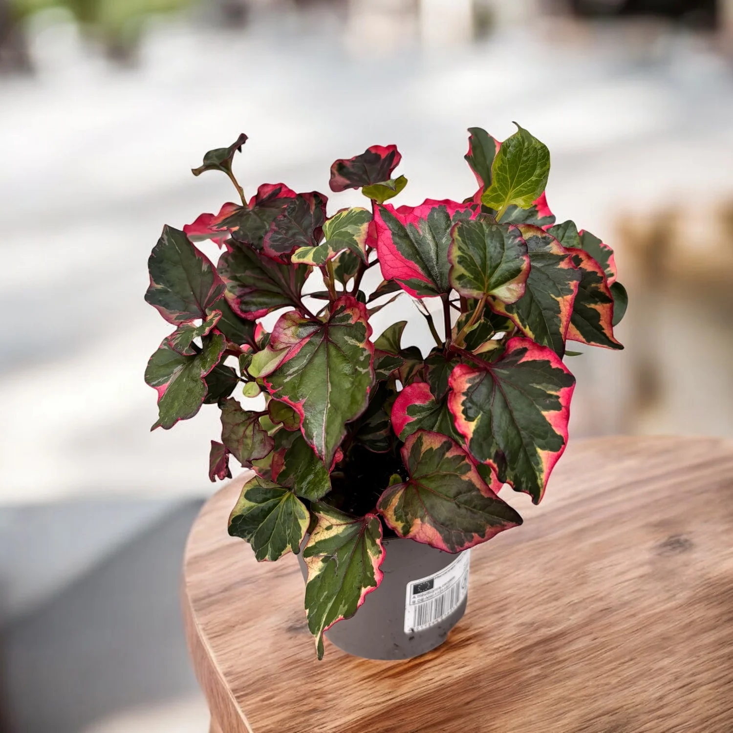Houttuynia cordata 'Chameleon’ – planta de gradina, cu frunzis multicolor si aroma distincta