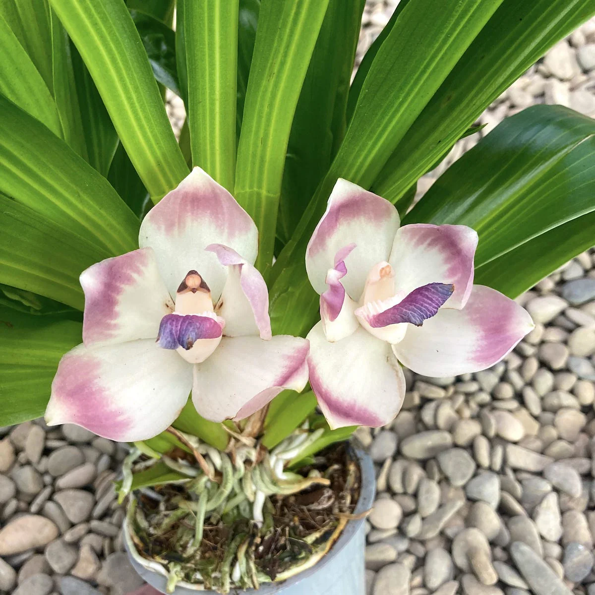 Zygopetalum dayanum ( Pescatoria dayana) – flori parfumate – exemplare mari