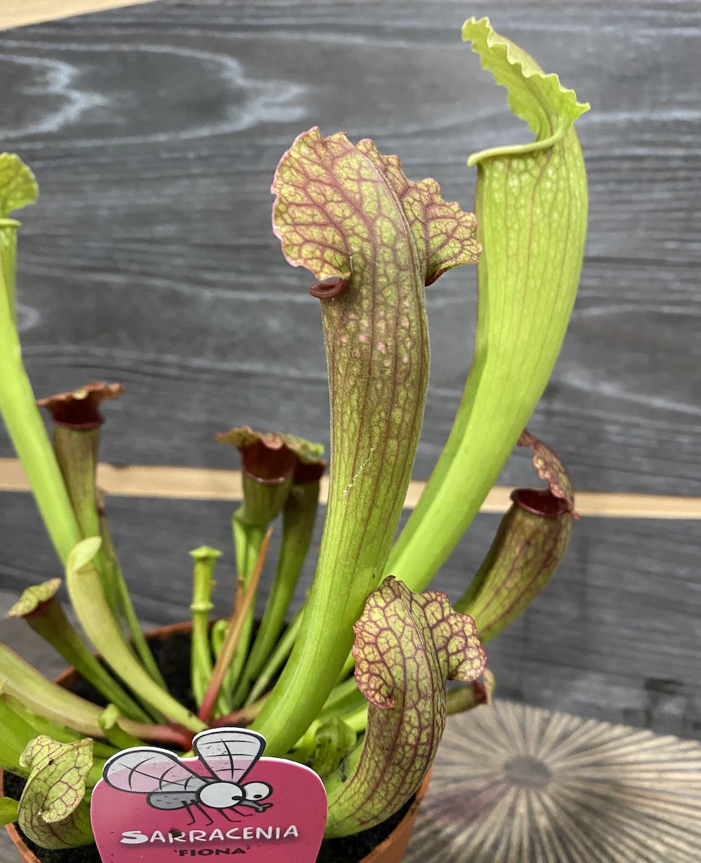 Sarracenia Fiona XL – Planta Ulcior