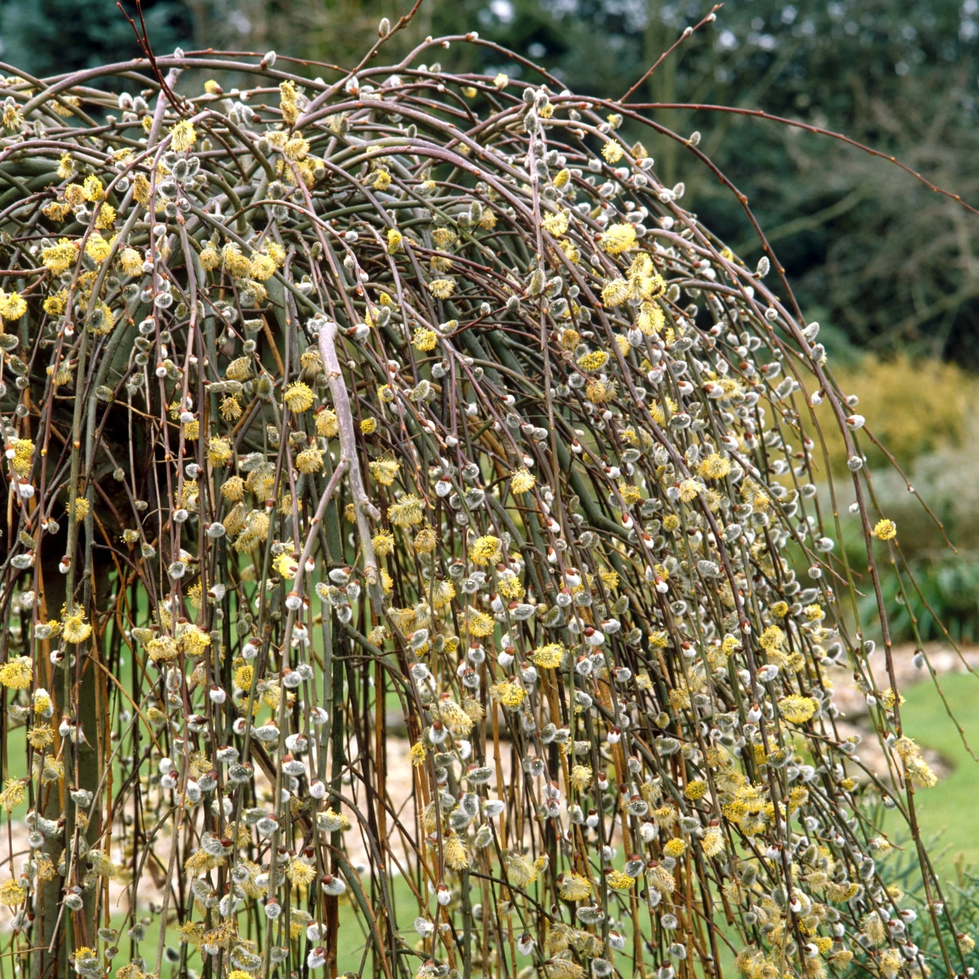 Salix caprea 'Kilmarnock’ – salcie curgatoare (pe picior)
