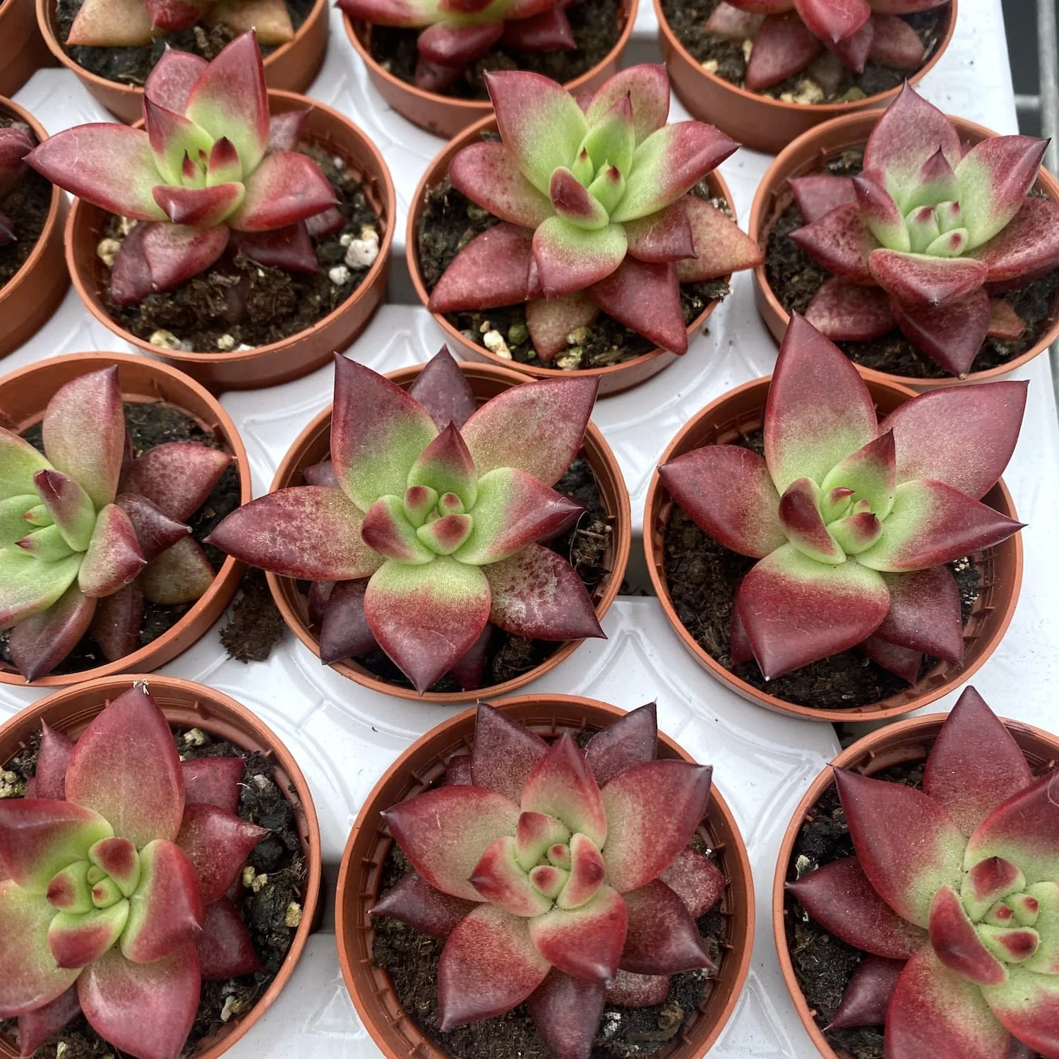 Echeveria agavoides 'sanguinea’