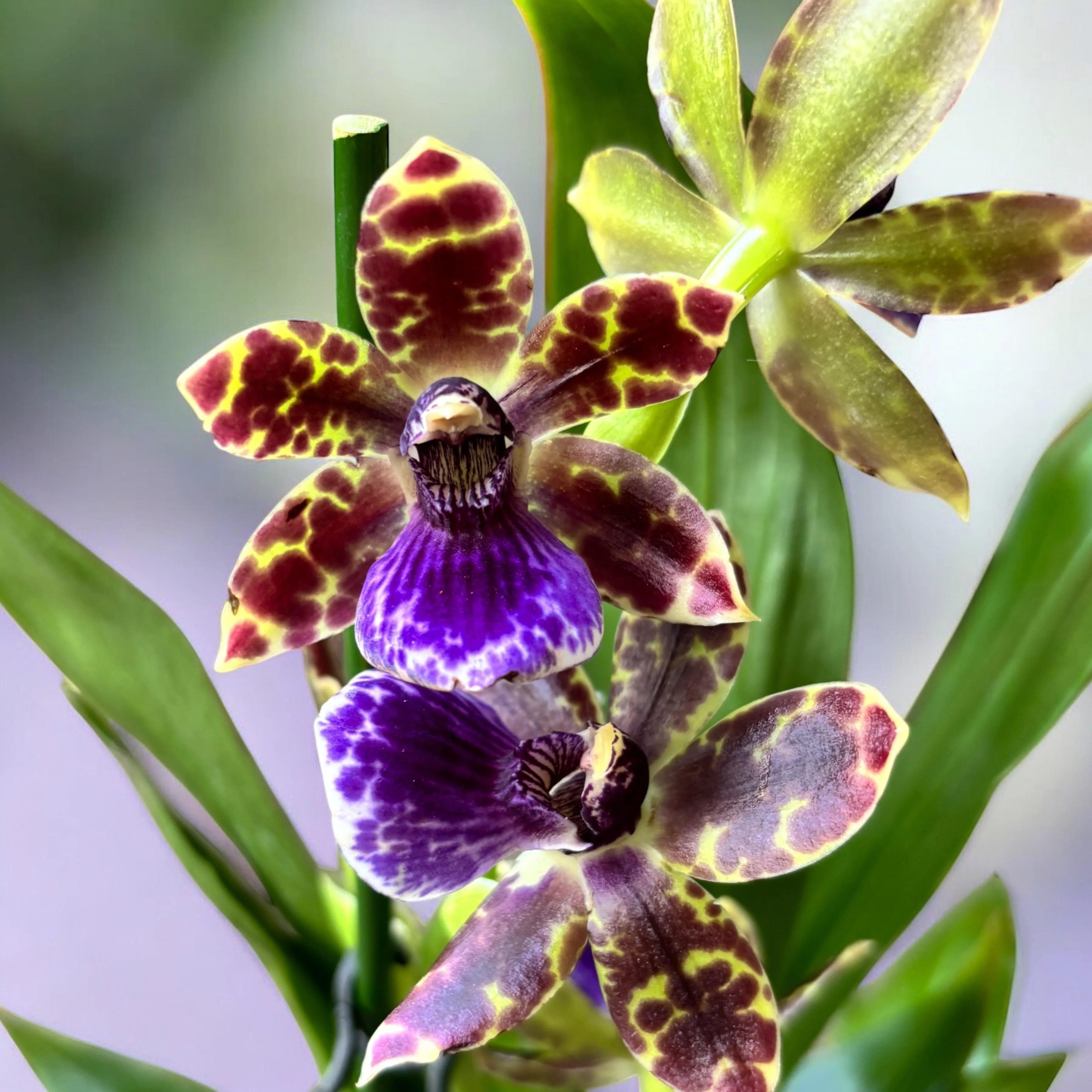 Zygopetalum Advance Australia – flori parfumate