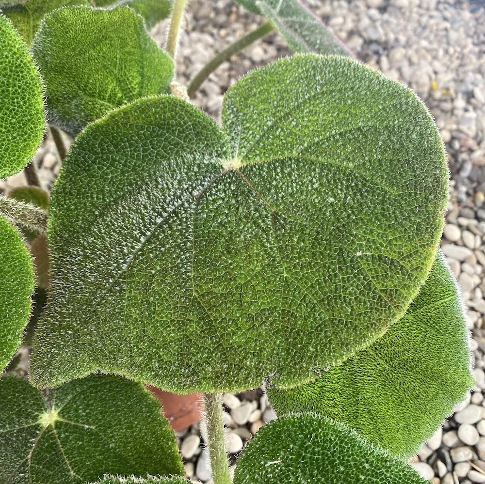 Begonia masoniana Jungle XL