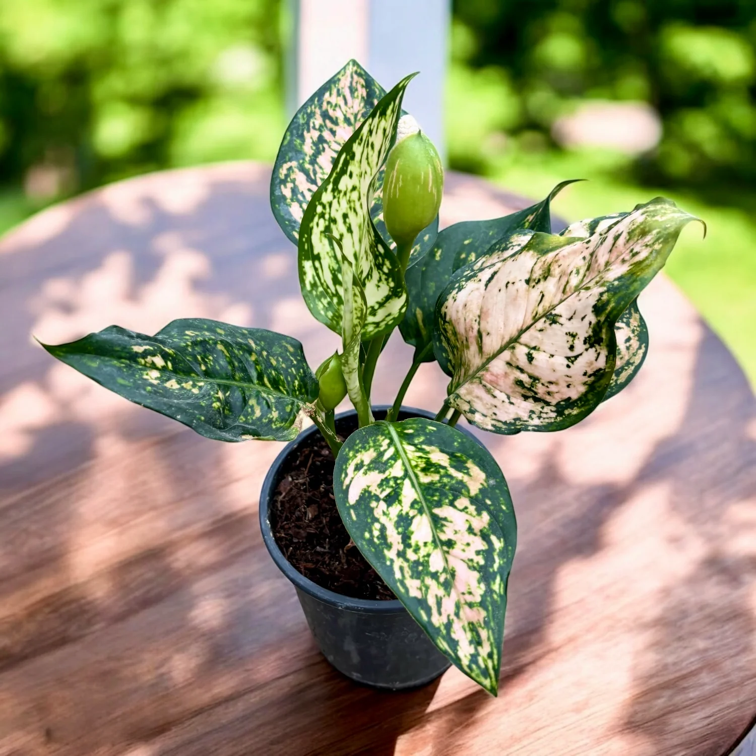 Aglaonema 'Eileen’