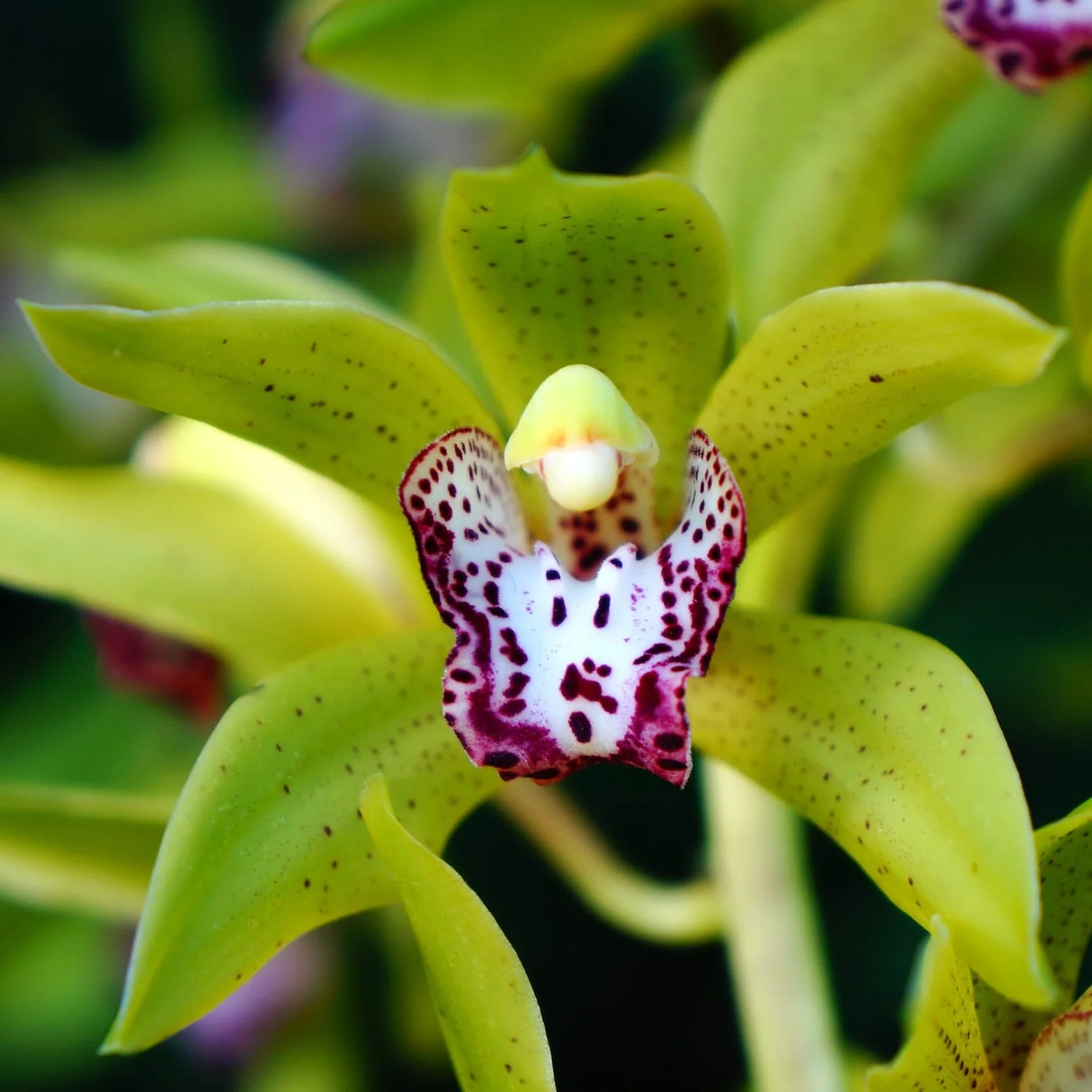 Cymbidium Cliff Hutchings (curgator)
