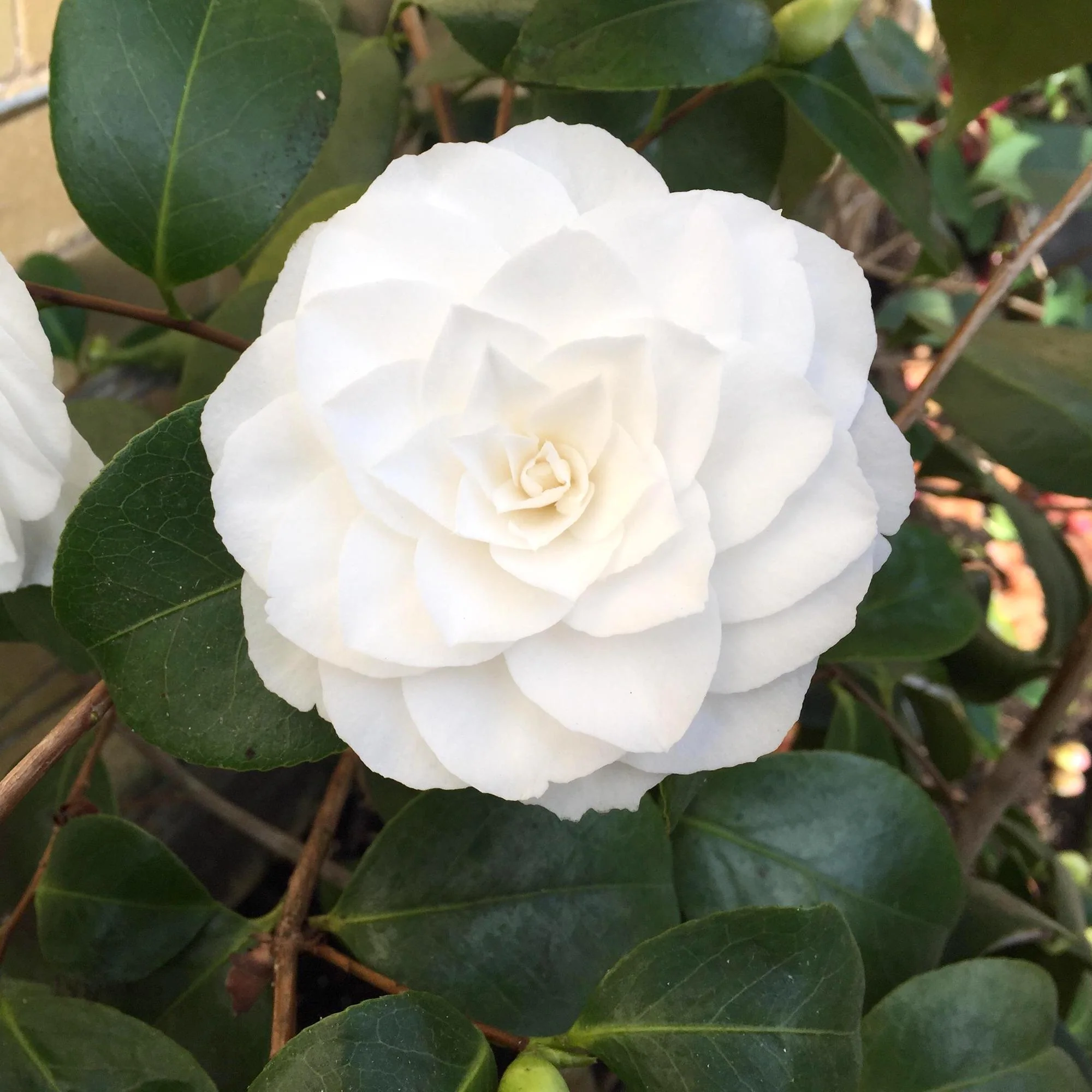 Camellia japonica 'Alba Plena’ – floare dubla alba (rezistenta la inghet)
