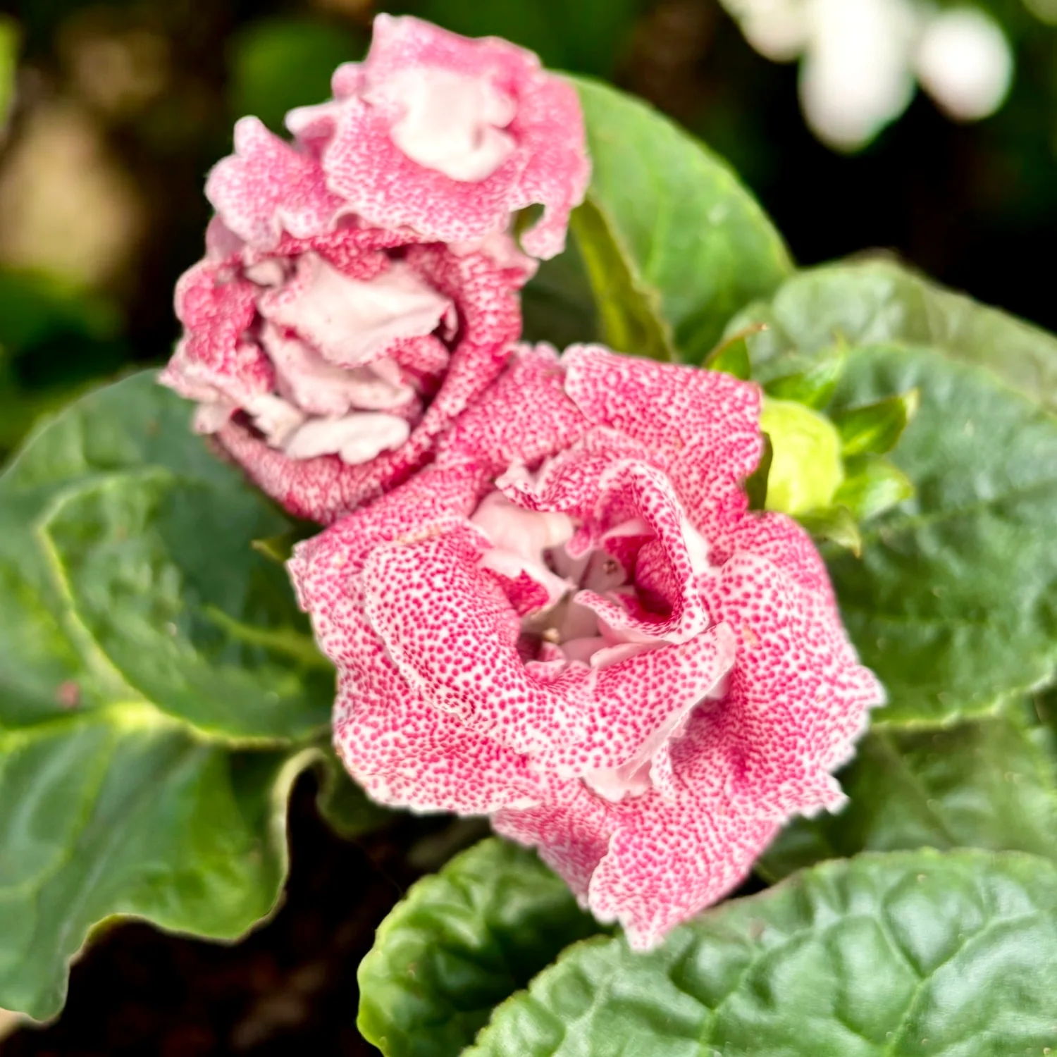 Gloxinia Spot Pink – floare catifelata cu petale roz-pudrat
