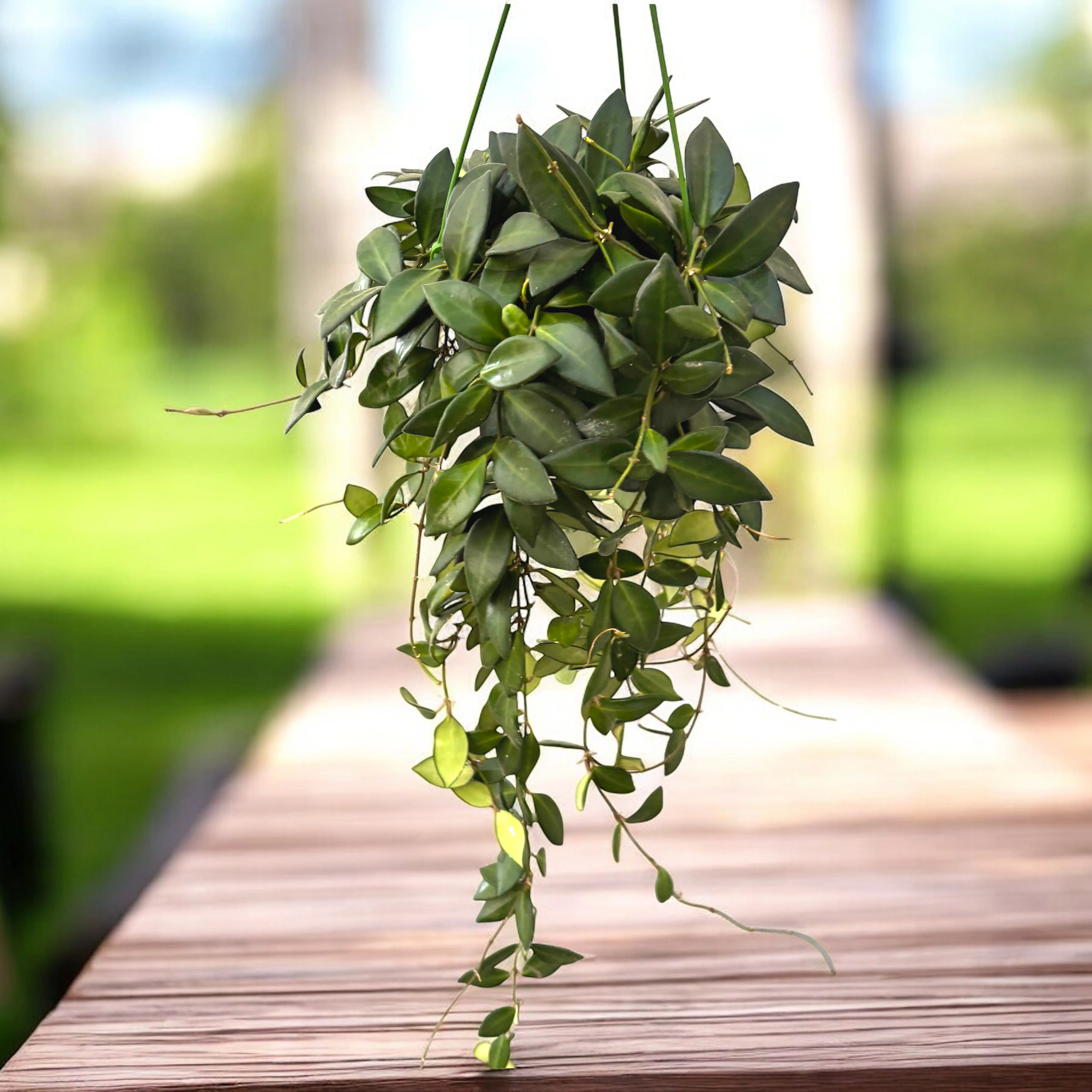 Hoya burtoniae – exemplare dezvoltate