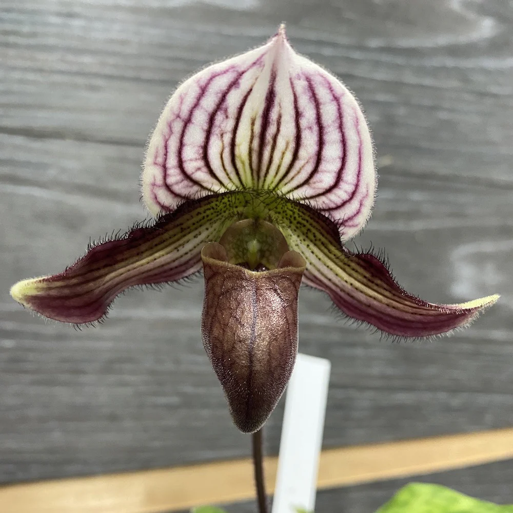 Paphiopedilum H. Ballantine (purpuratum x fairreanum)