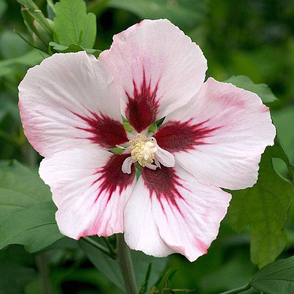 Hibiscus syriacus 'Hamabo’ – hibiscus premiat de gradina
