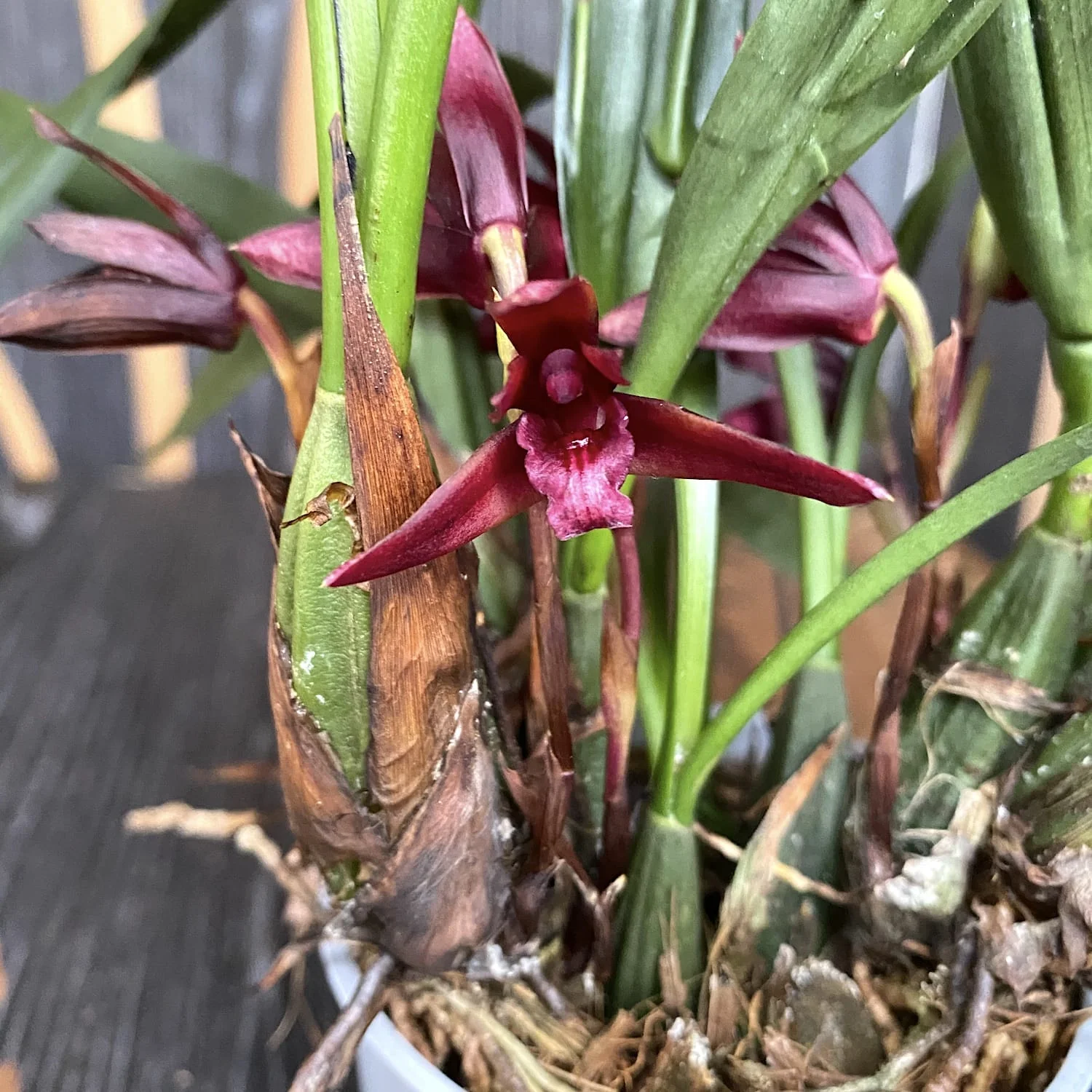 Maxillaria (no ID) *parfumata
