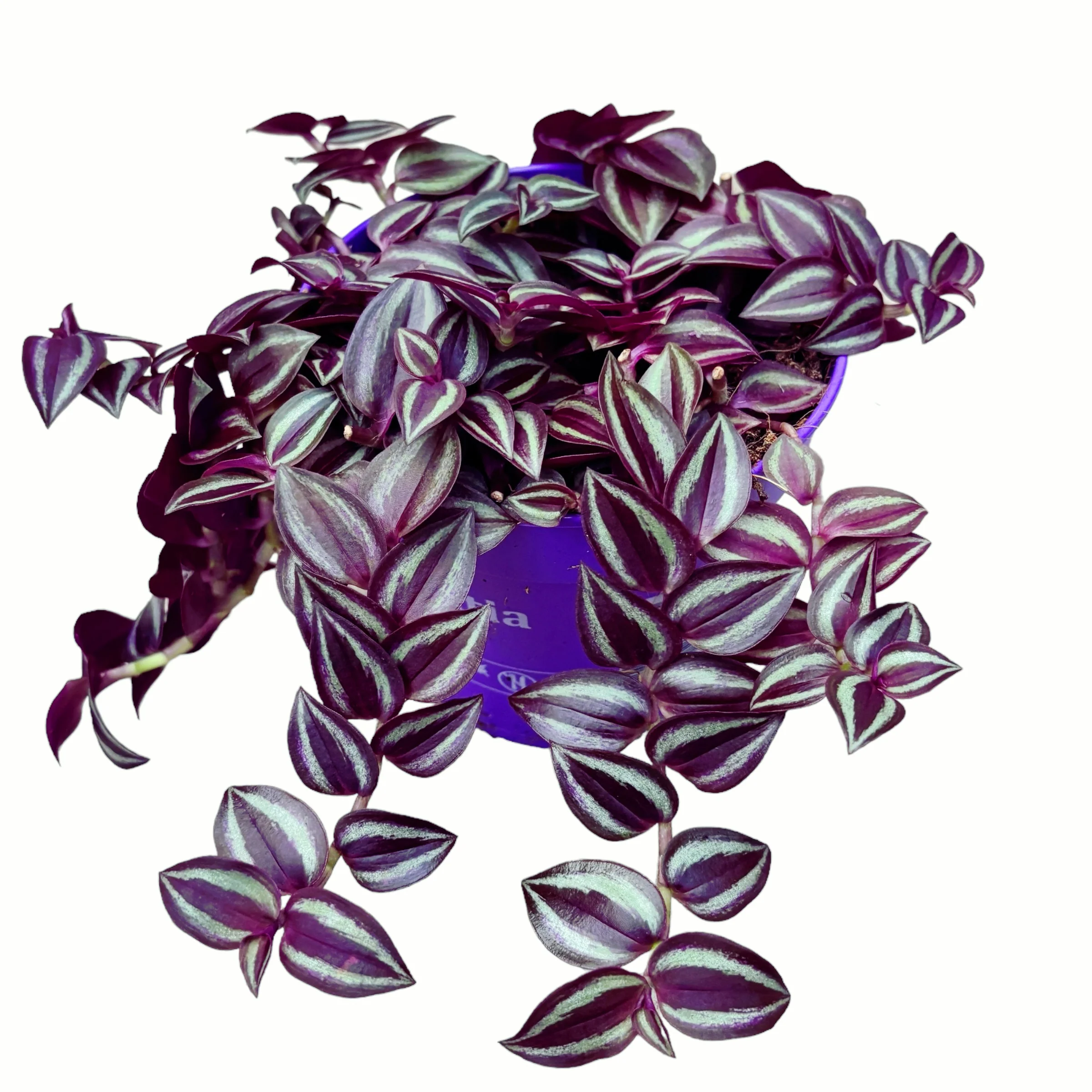Tradescantia zebrina ‘Purple Passion’ – 5 plante/ghiveci