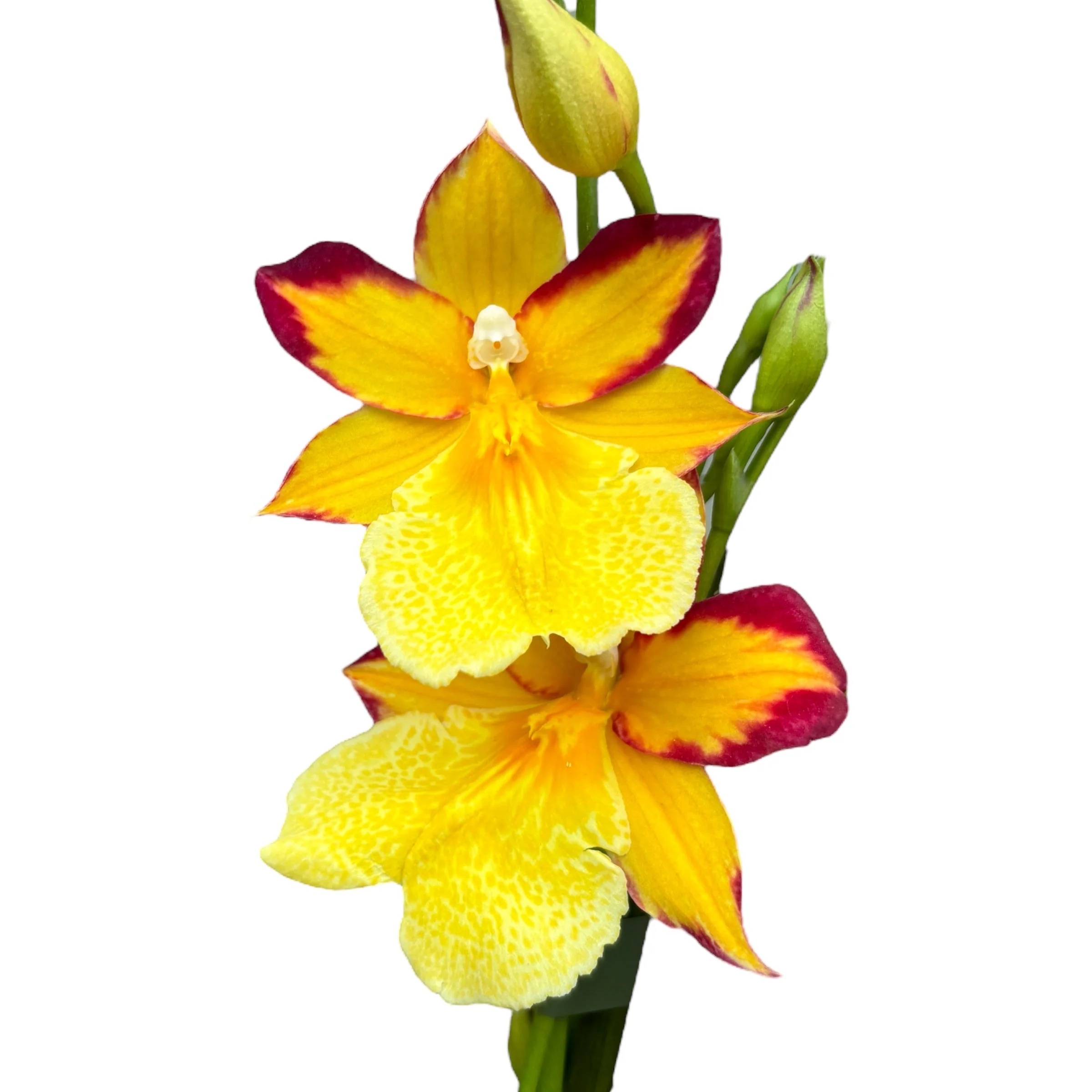Burrageara Nelly Isler 'Yellow’ (variation red) flori intens parfumate
