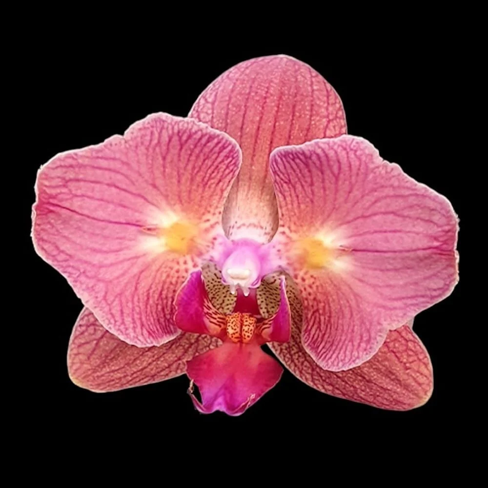 Phalaenopsis Chialin Rainbow (peloric)
