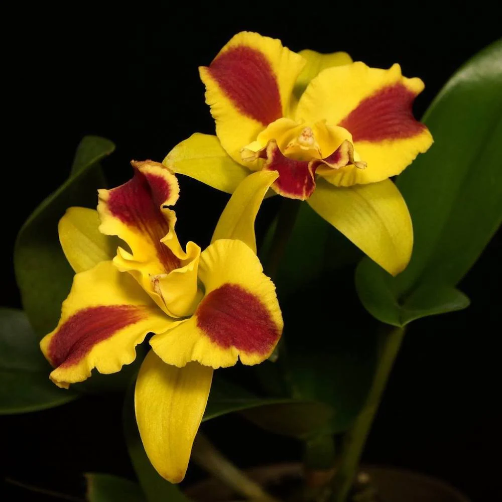 Rth. Burana Beauty 'Burana’ parfumata