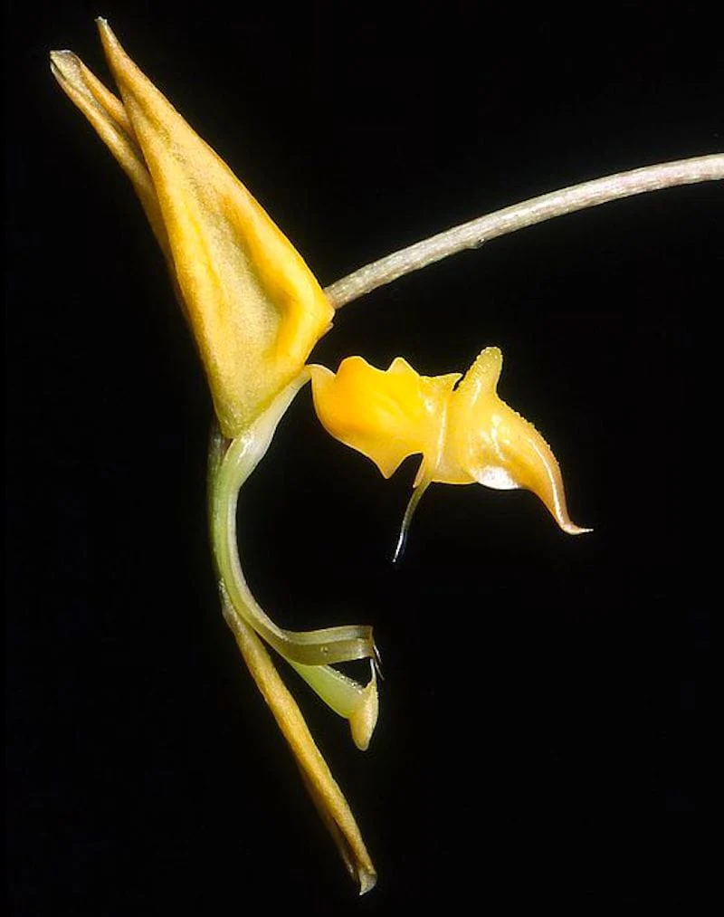 Gongora galeata-rufescens (exemplare mari)