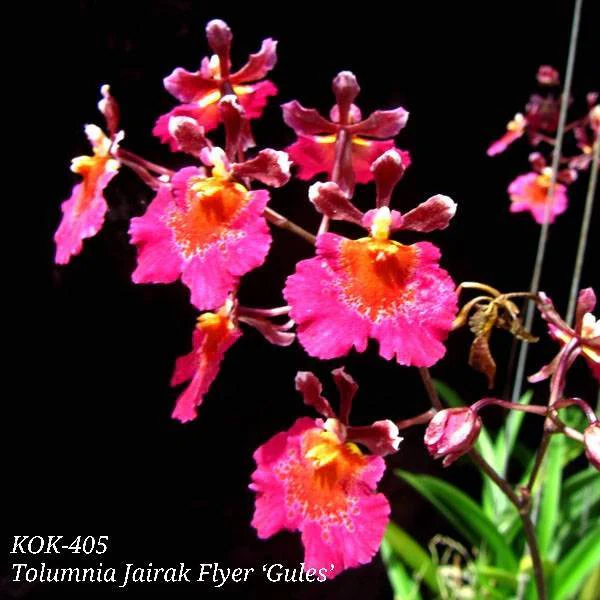 Tolumnia Jairak Flyer 'Gules’