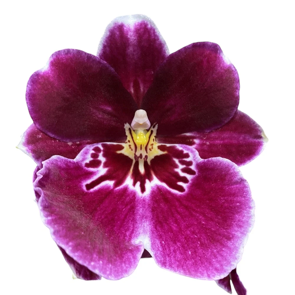 Miltoniopsis Maui Pride parfumata