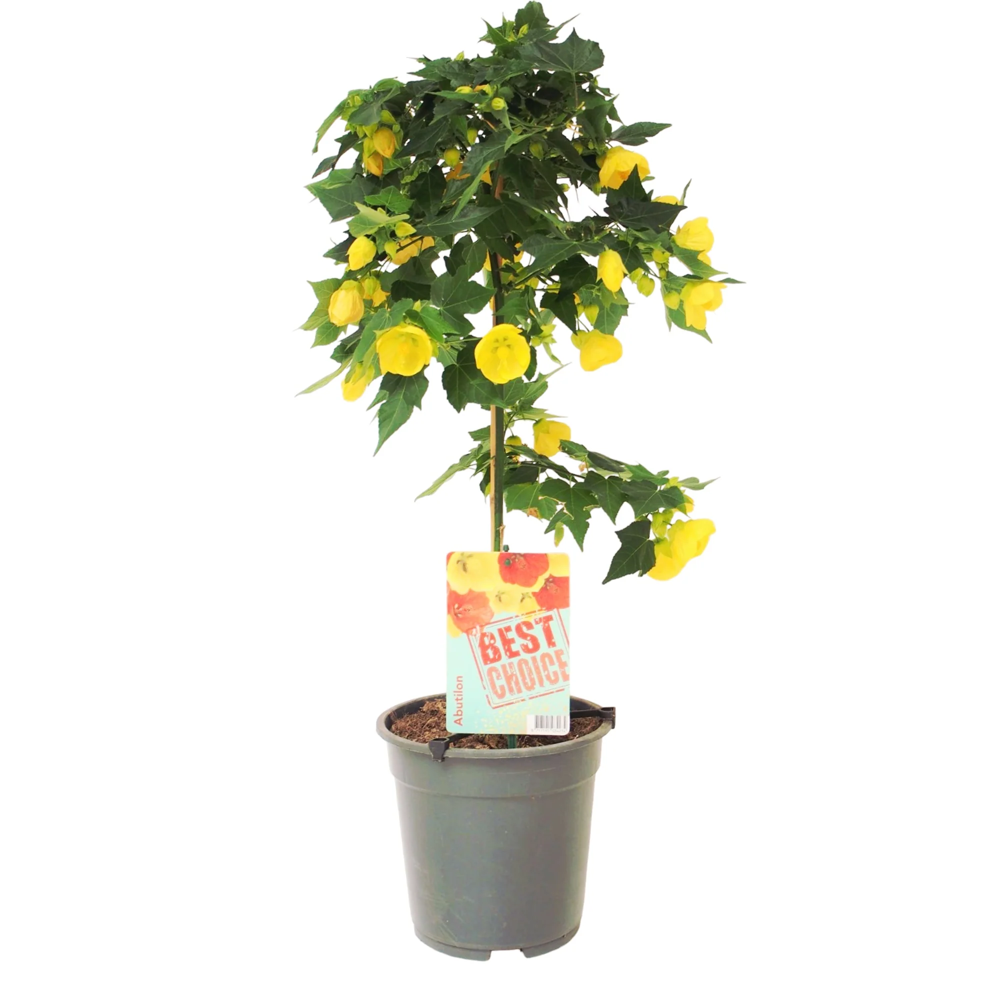Abutilon 'Yellow’ (Julia) Floarea artar