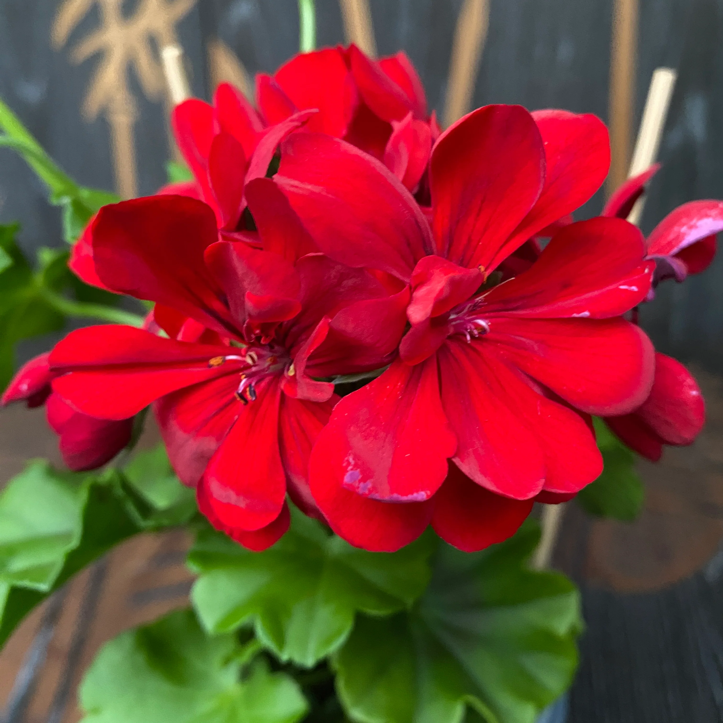 Pelargonium (Peltatum Grp) Pelfi Beach 99 – muscate cu flori duble rosii