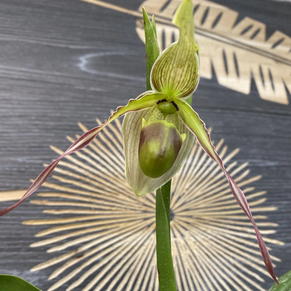 Phragmipedium Longifolium (Secvential/Multiflower)