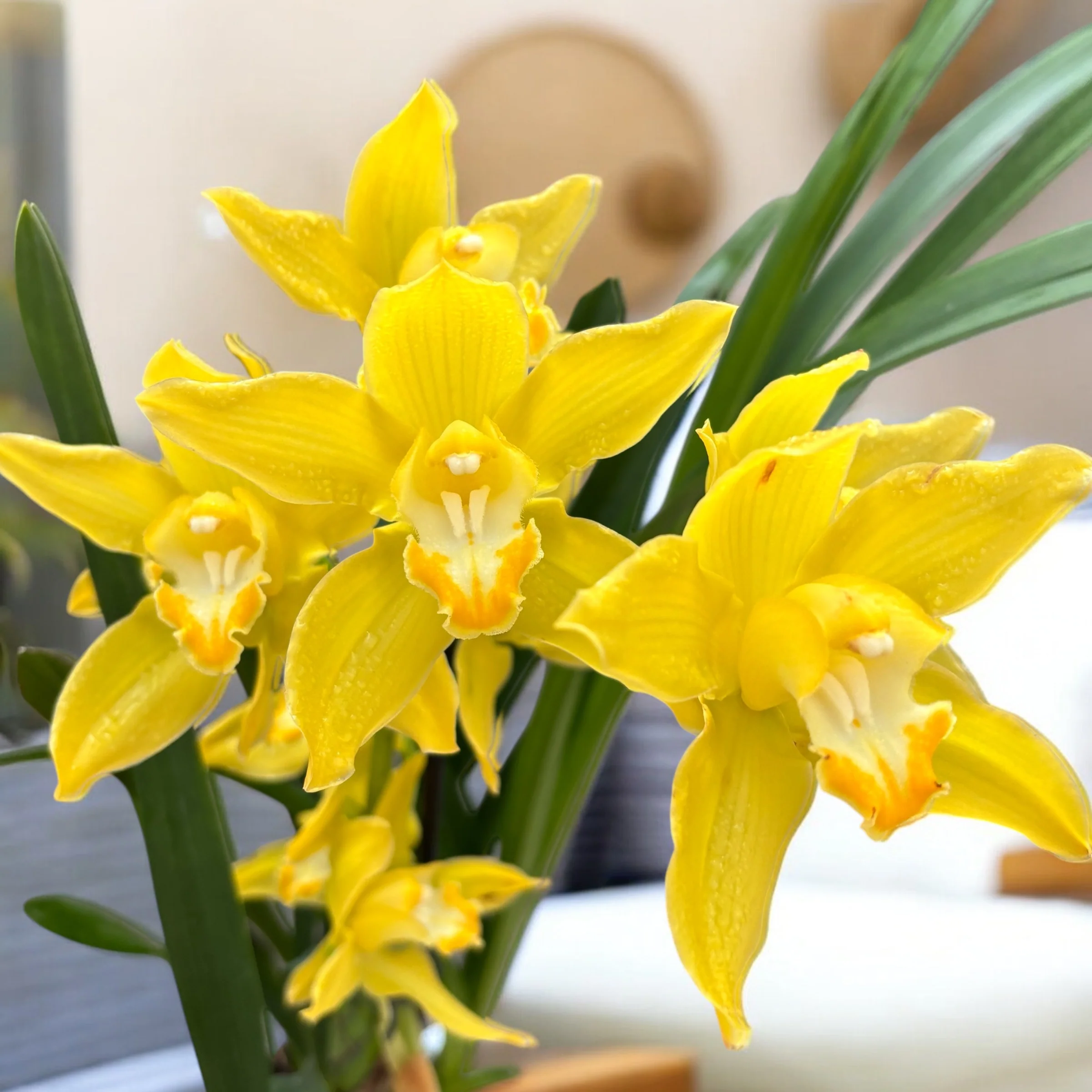 Cymbidium Golden Vanguard ‘Emperor’ – flori mari
