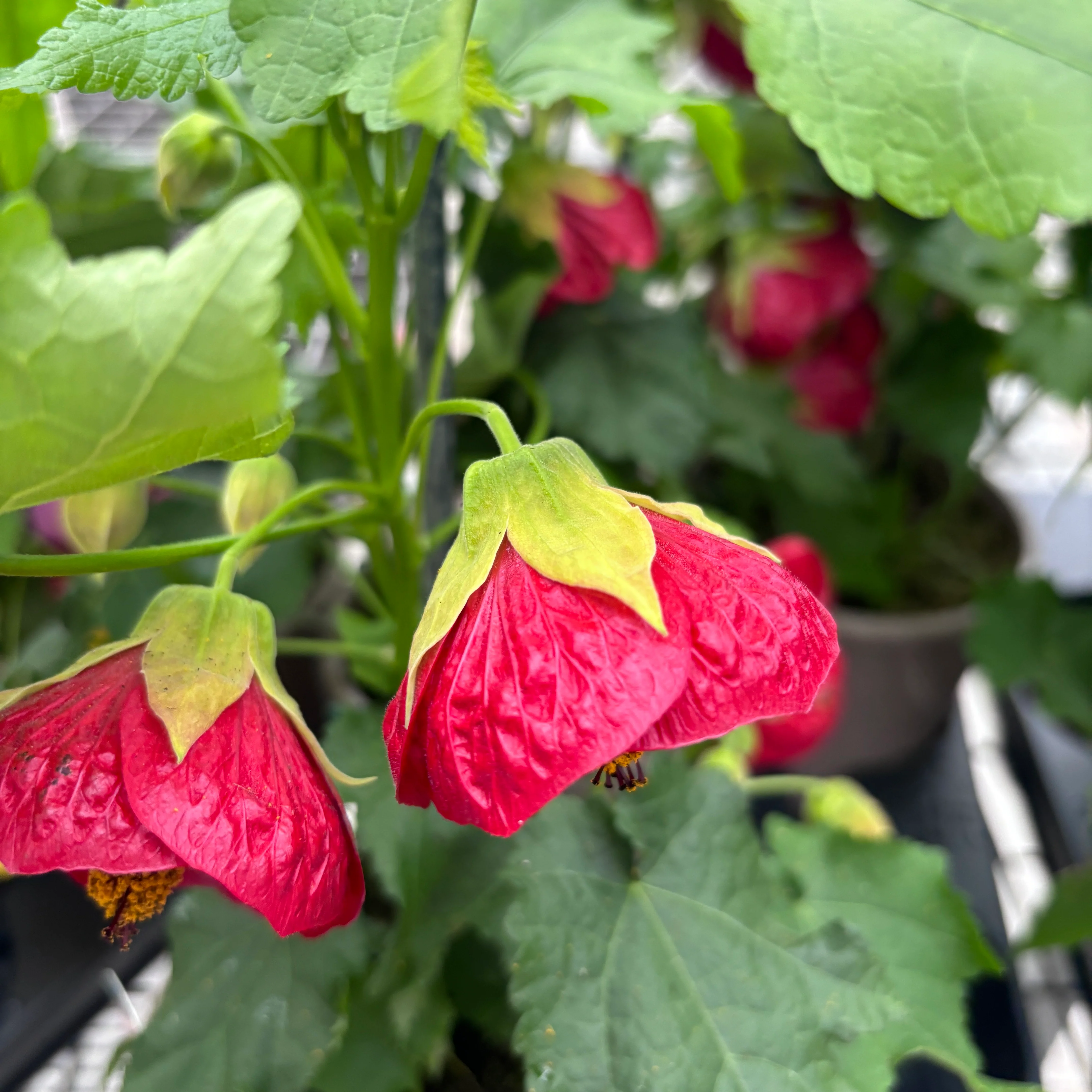 Abutilon 'Red’ (Floarea artar rosie)
