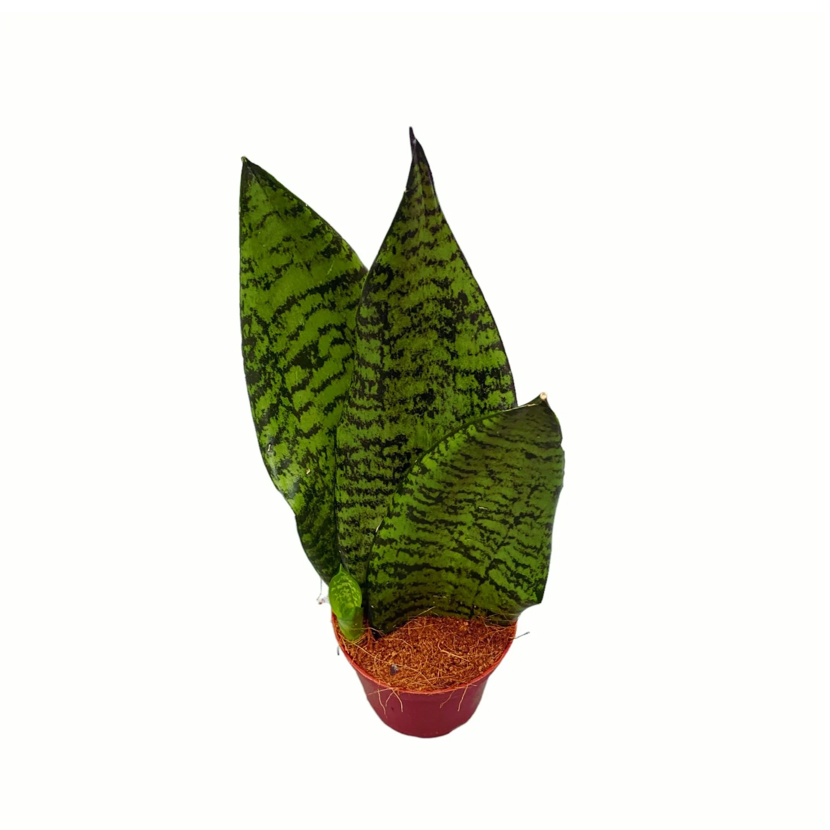 Sansevieria Trifasciata Zeylanica D8