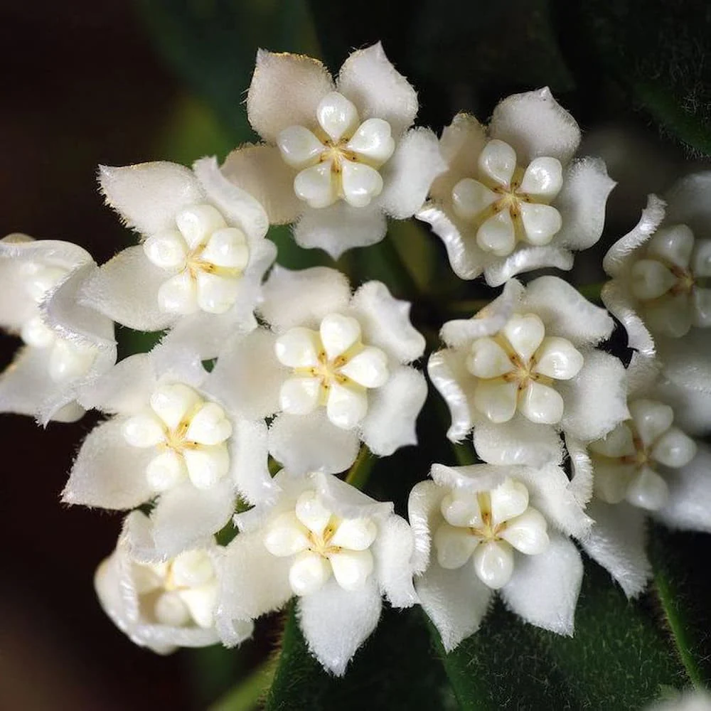 Hoya thomsonii 'White’ (parfum de iasomie) – exemplare dezvoltate