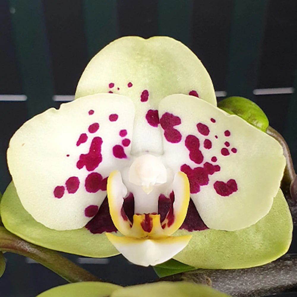 Phalaenopsis Miki Hydrangea '562′