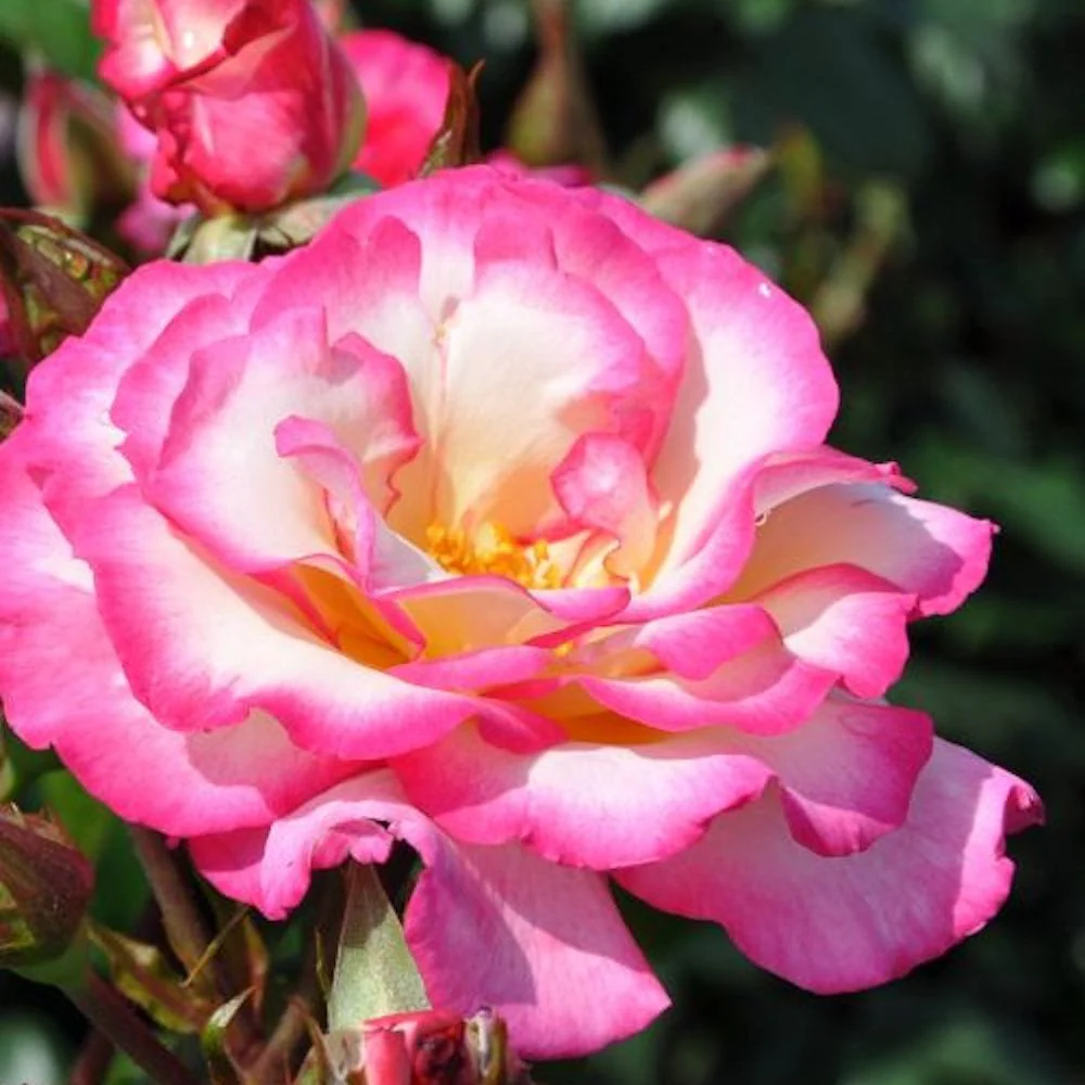 Rosa ‘Libretto’® – Trandafir floribunda, catarator, flori mari