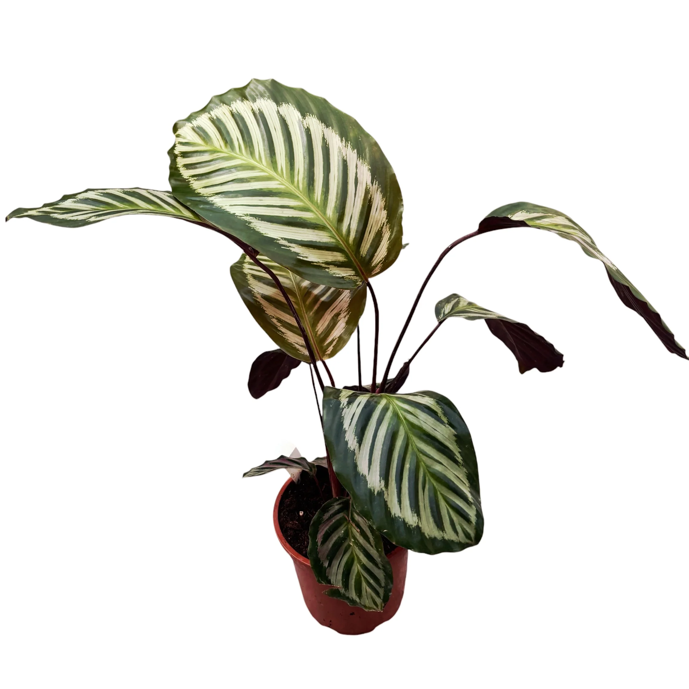 Calathea – exemplare XL