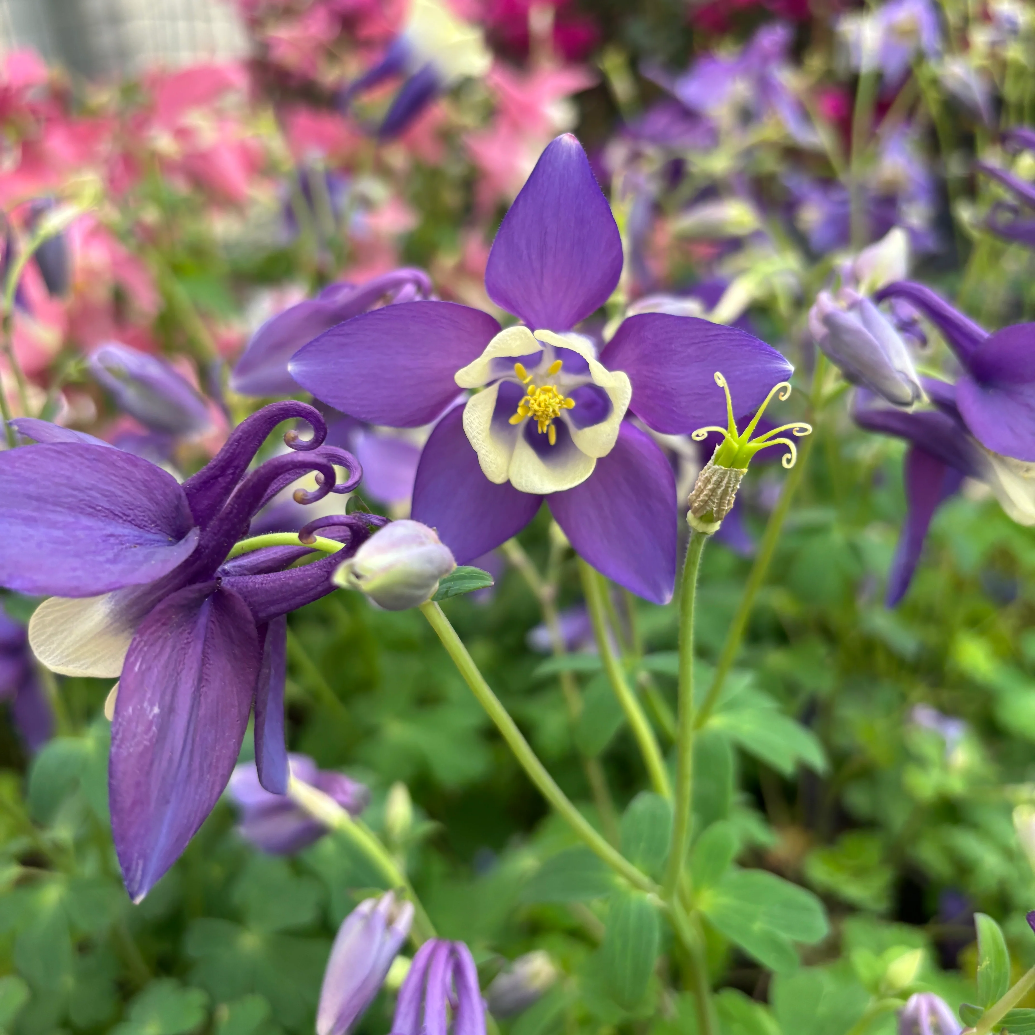 Aquilegia caerulea Purple (caldarusa de munte mov)