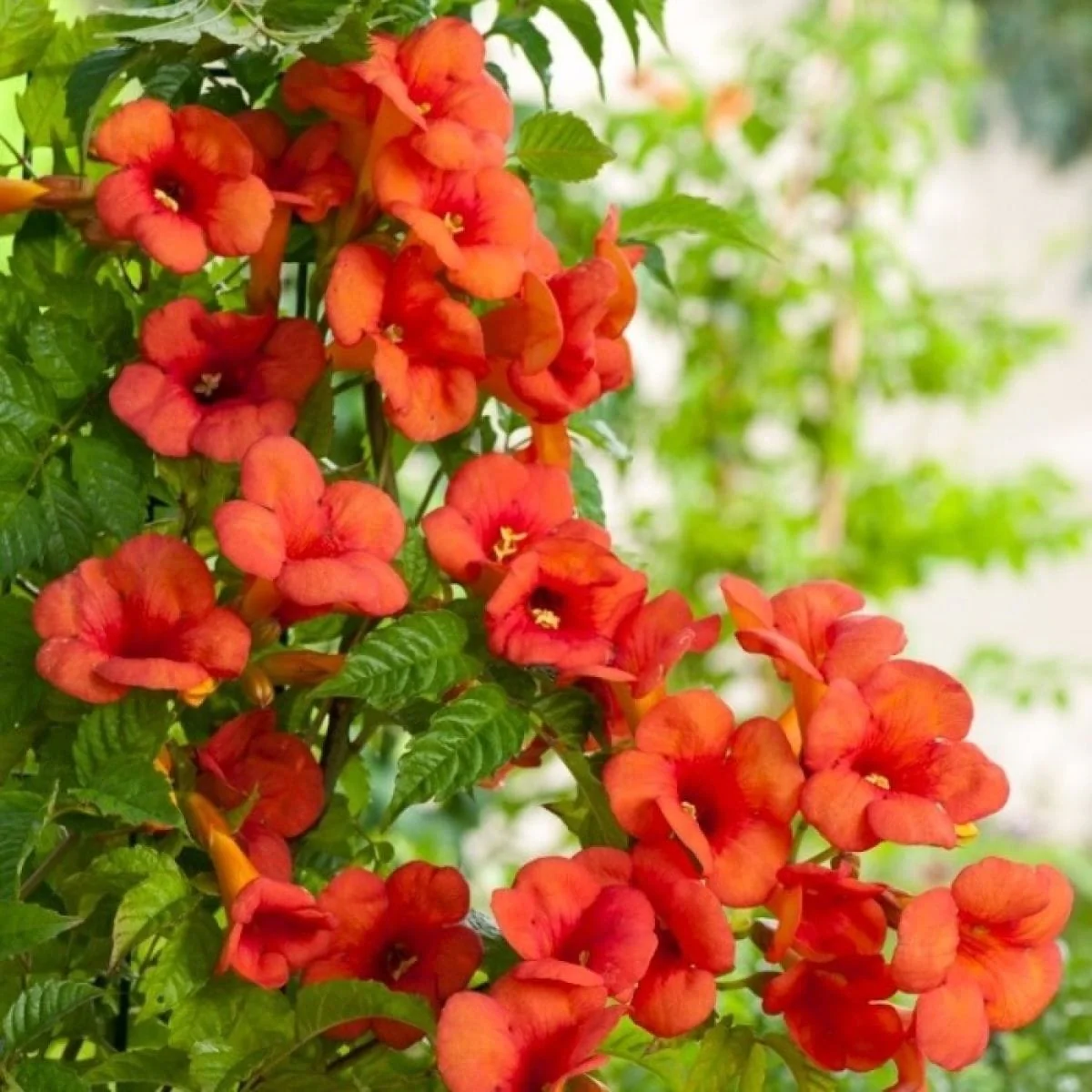 Campsis x tagliabuana 'Madame Galen’ – Luleaua turcului supercataratoare