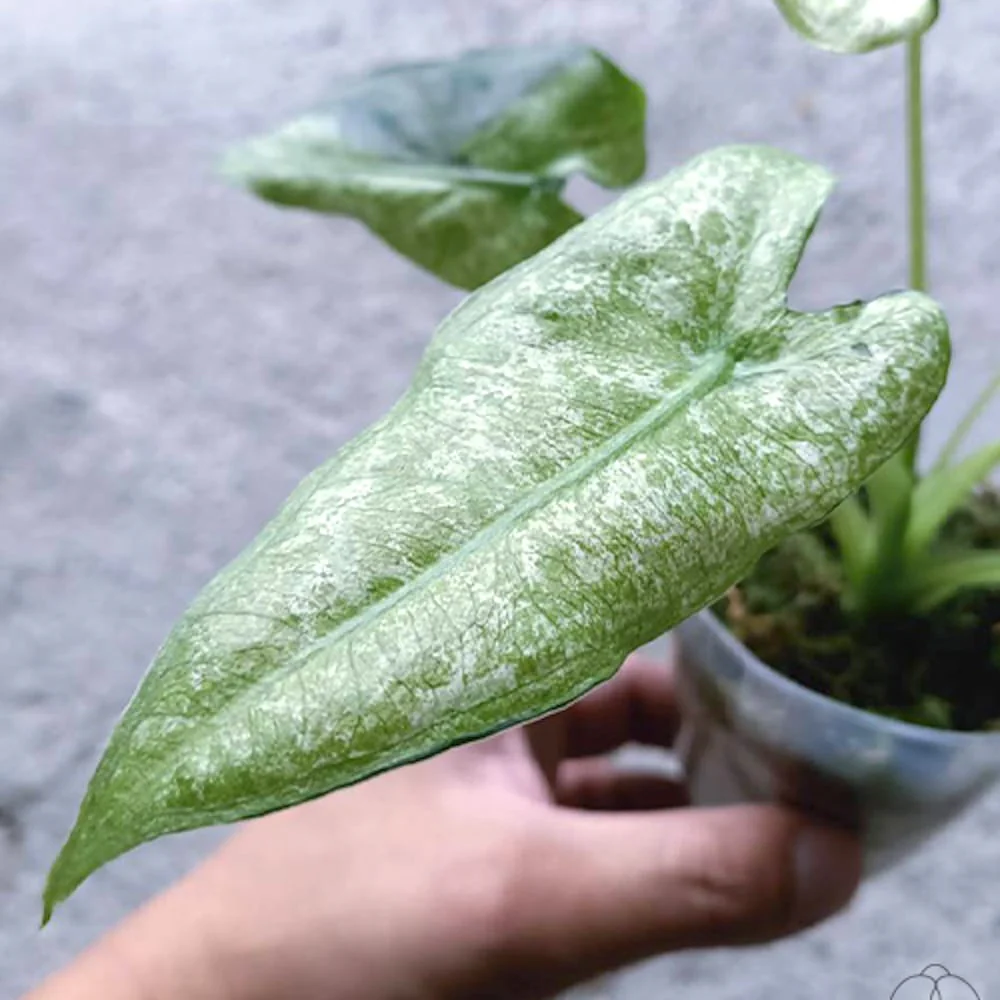 Alocasia micholitziana 'Frydek Variegata’ (mint/mottled variegation)