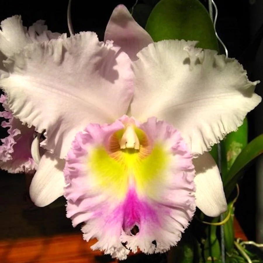 Rlc. Jinn Feng Wish 'Classical’ – flori uriase, parfumate