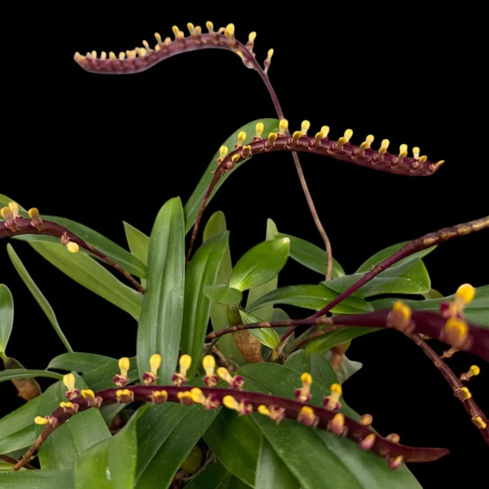 Bulbophyllum aff. falcatum 'mini’ (miniatural form)