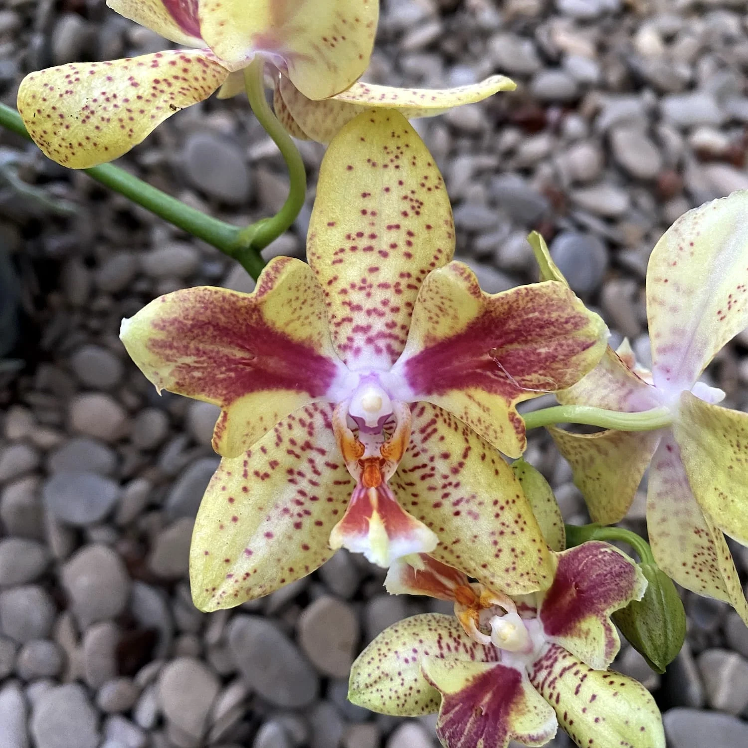Phalaenopsis Rheingold x Pallens PELORIC (parfumat)