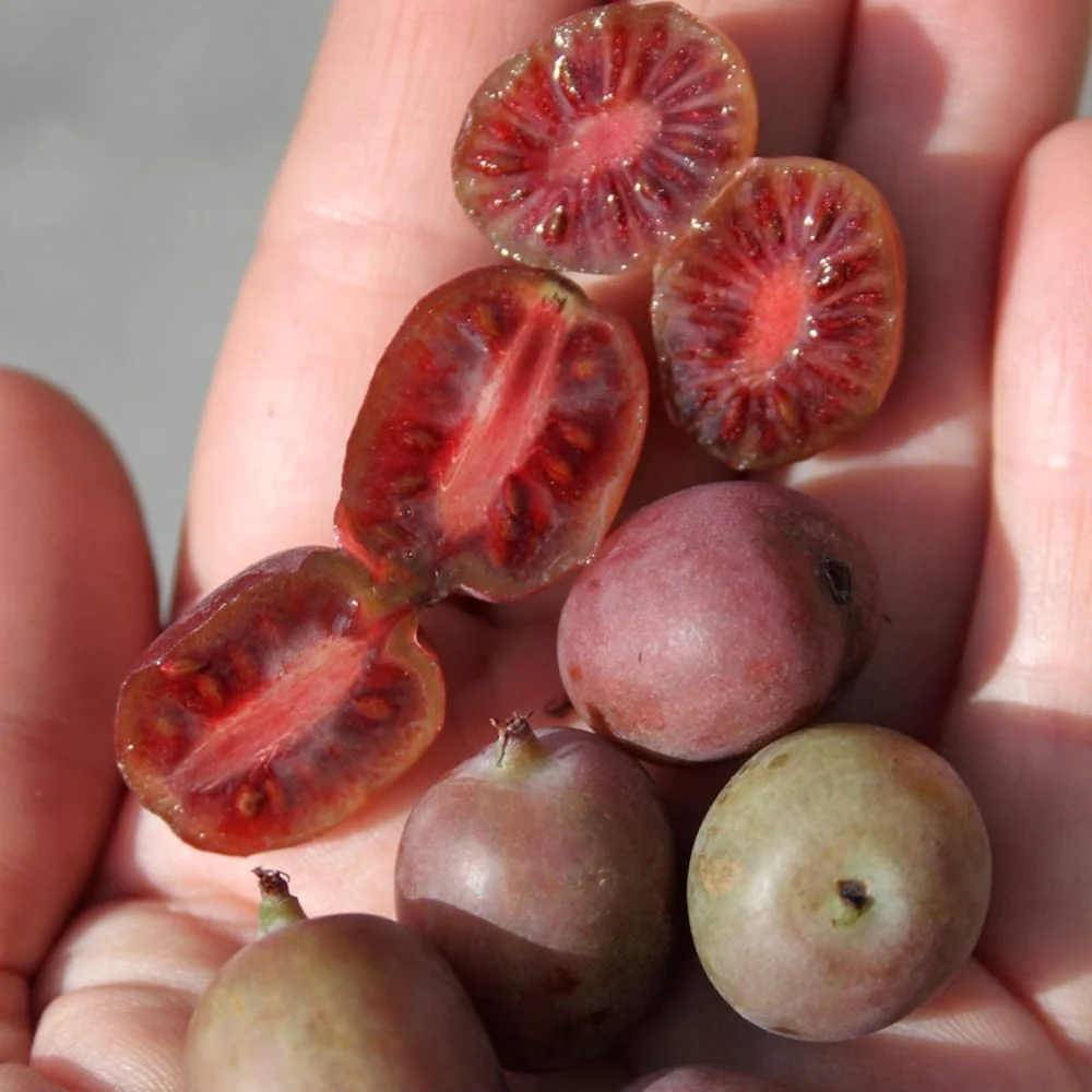 Kiwi – Actinidia arguta 'Ken’s Red’ (Red Kiwi)