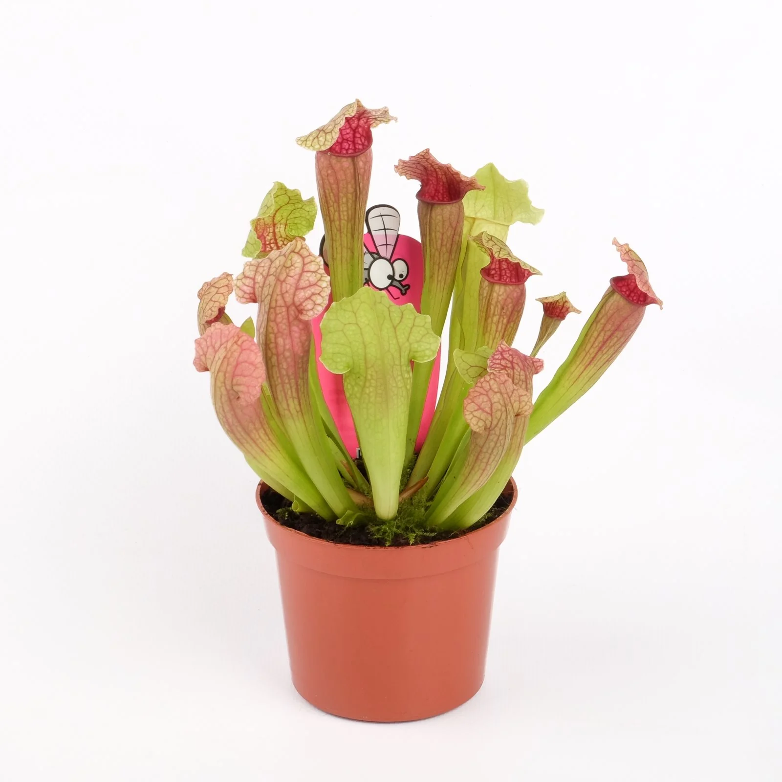Sarracenia Fiona – Planta Ulcior