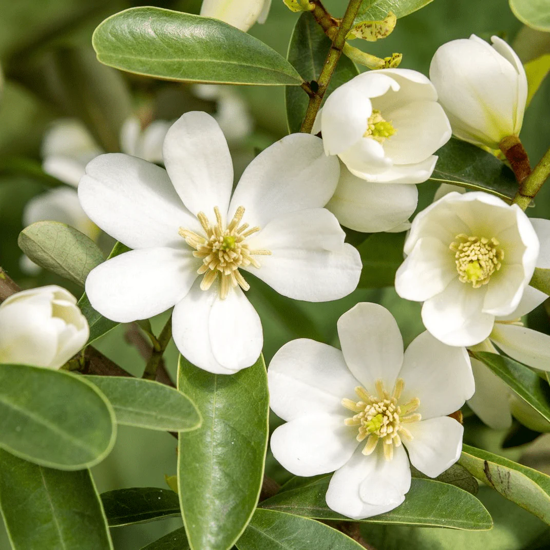 Magnolia Michelia 'Vanilla Pearls’ (Vanilla White) – flori parfumate (H80)