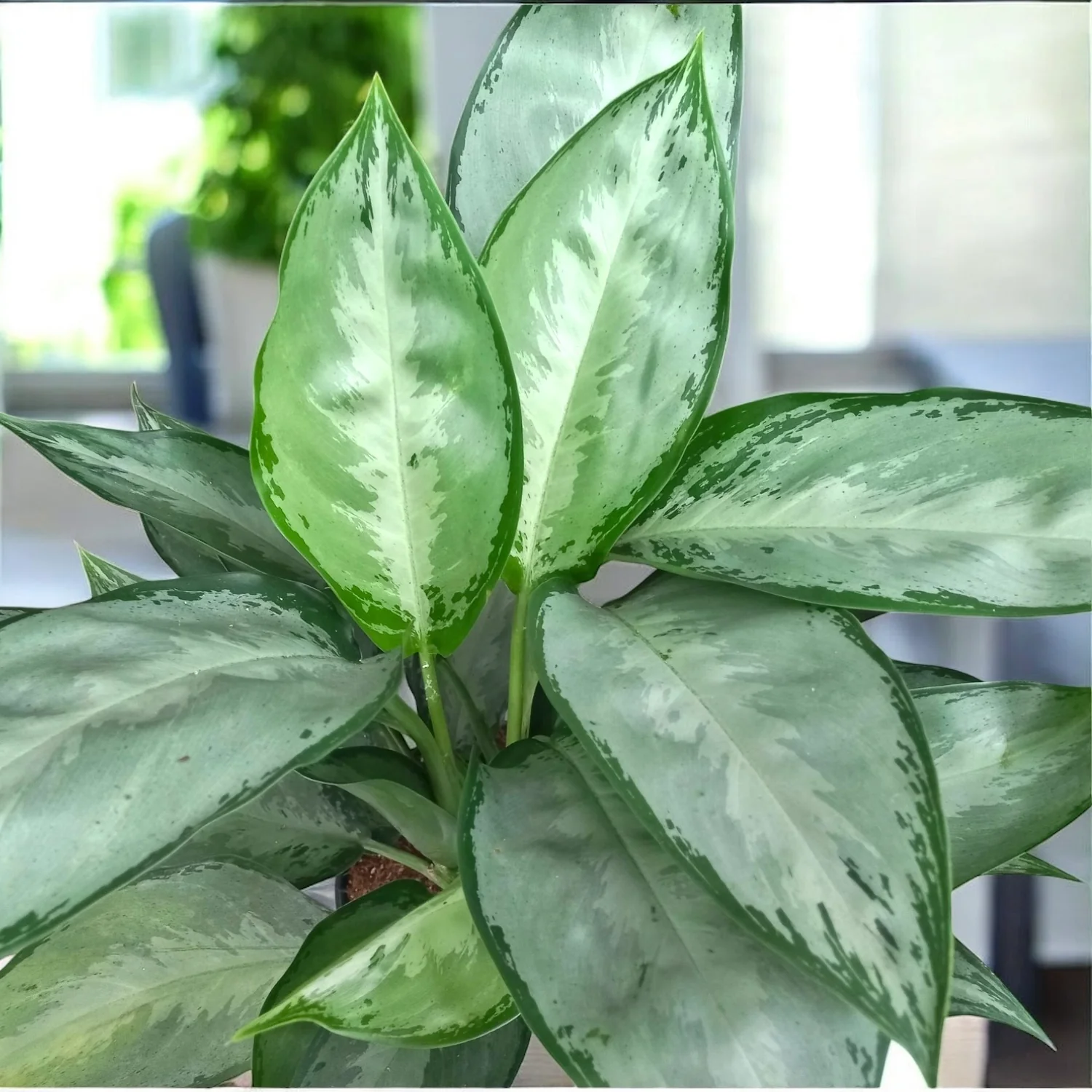 Aglaonema 'Silverado’ – planta exotica cu frunzis argintiu-metalizat