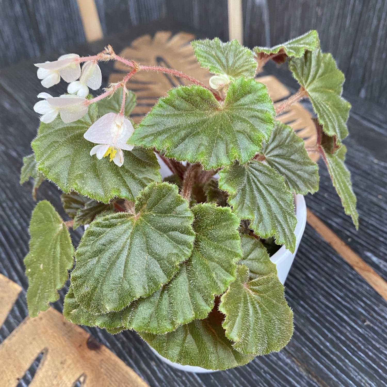 Begonia 'Schmidtiana’