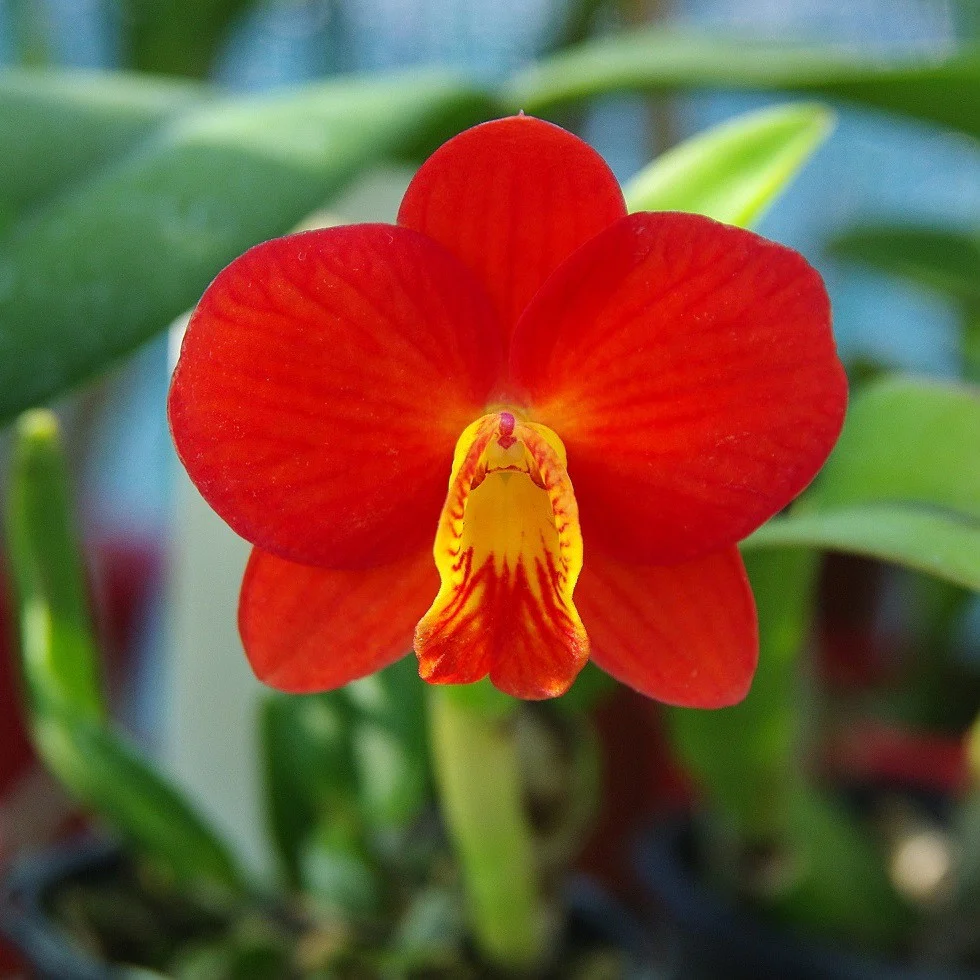 C. Chief Gem 'Red Jewel’ (C. Bright Angel × C. coccinea)