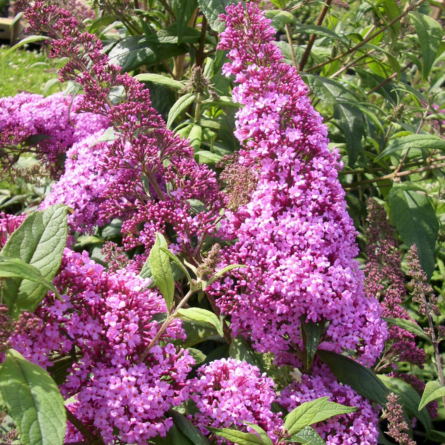 Liliac de vara – Buddleja davidii 'Pink Delight’