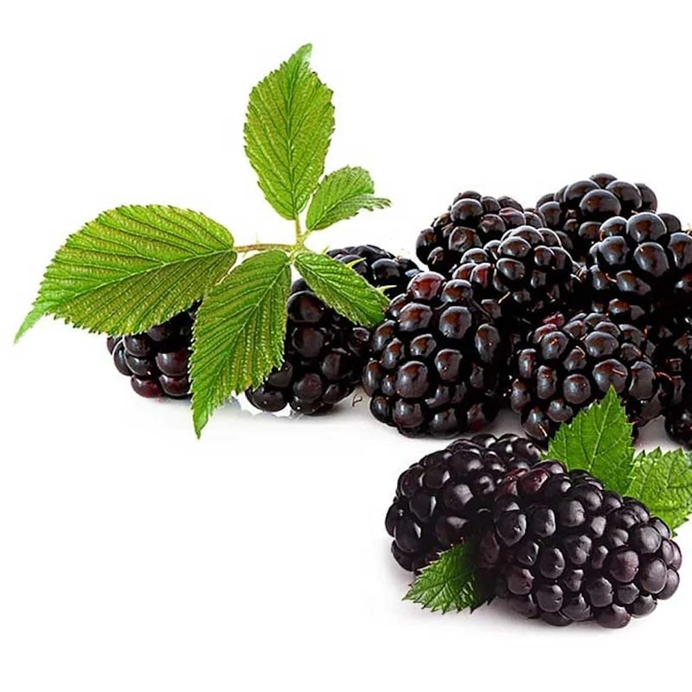 Mur fara ghimpi, fructe mari – Rubus fruticosus 'Black Satin’
