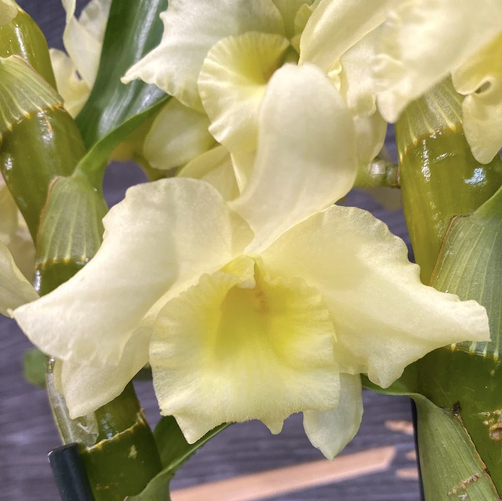 Dendrobium nobile galben Sunny Bird – flori parfumate