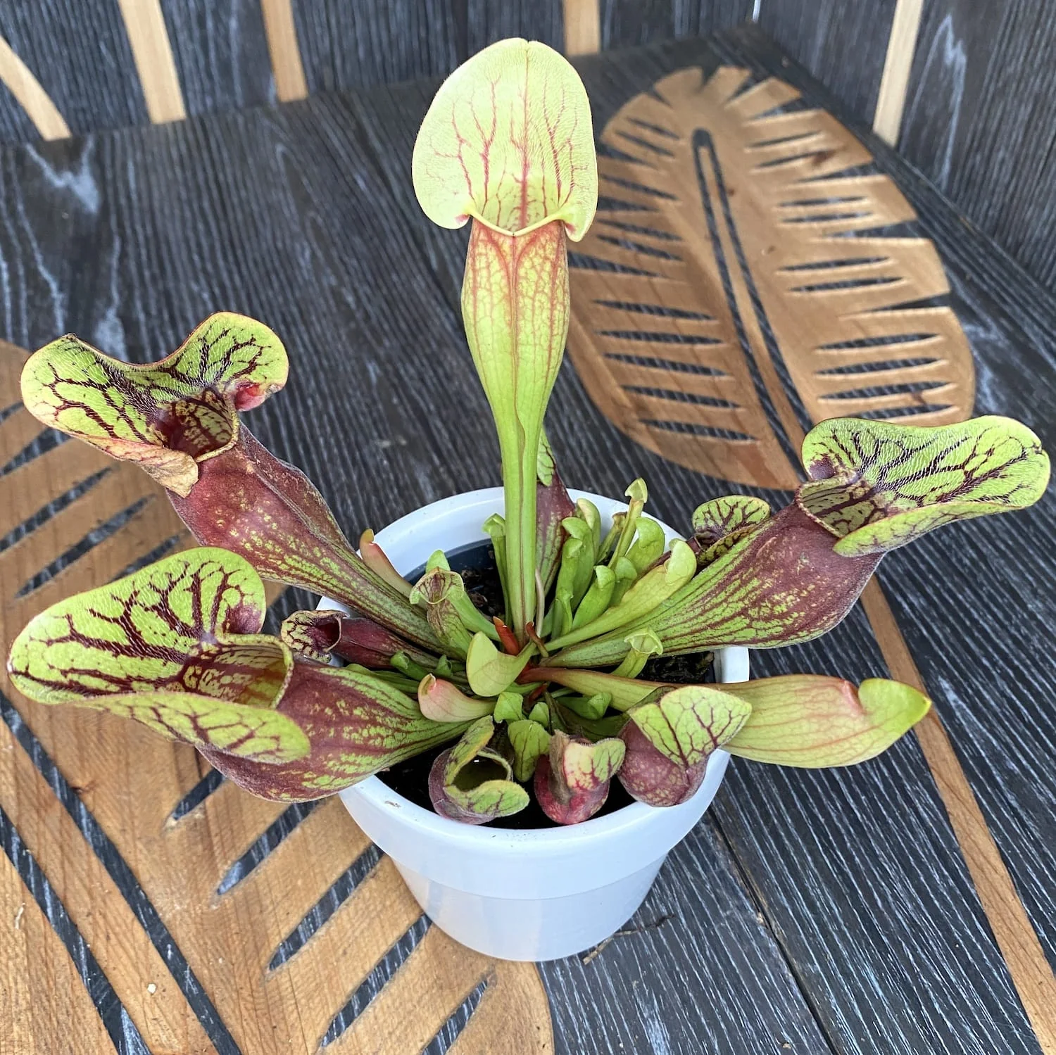 Sarracenia purpurea 'Dracula’ – planta ulcior